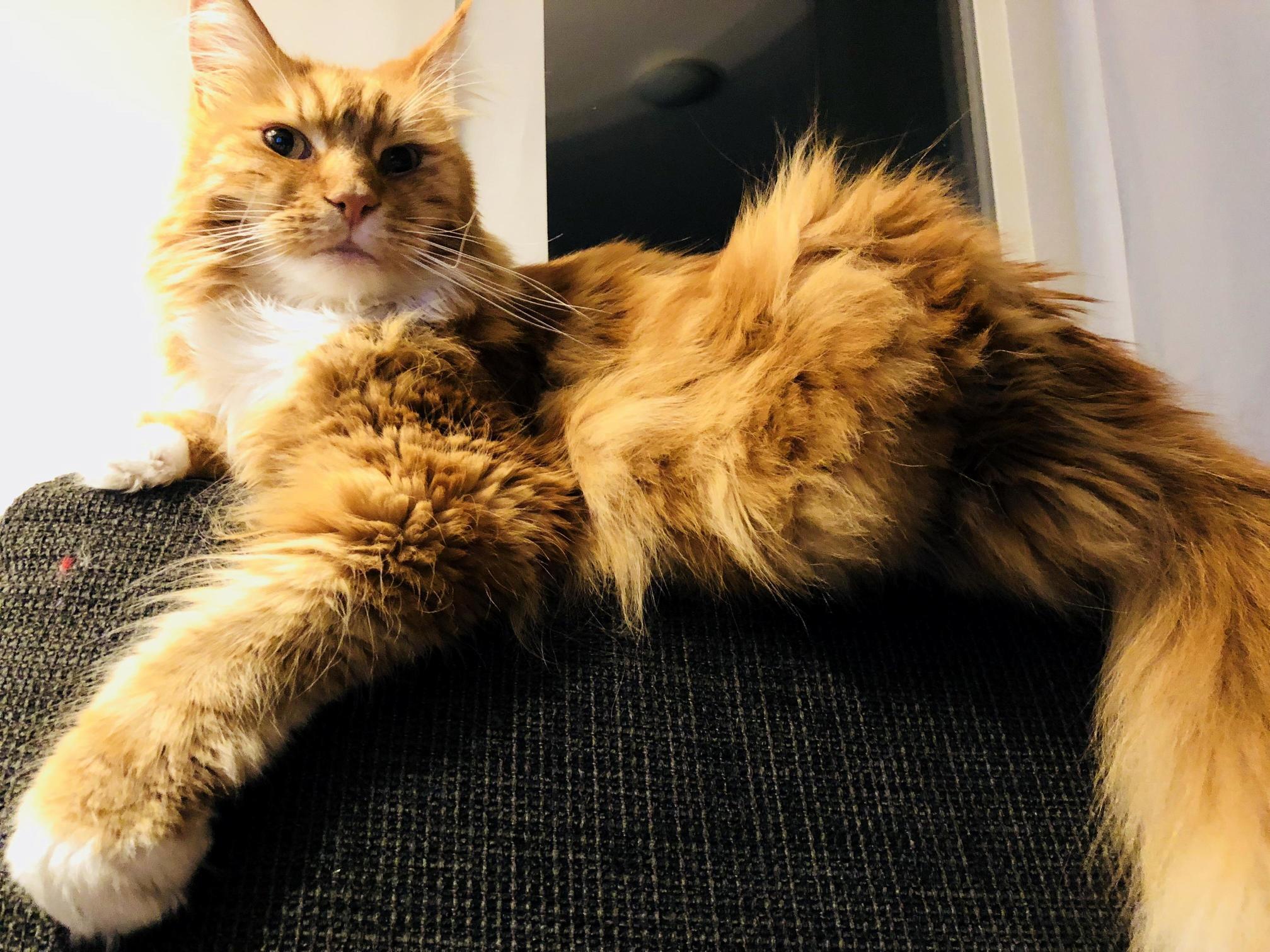 My 10 year old maine coon, bailey.
