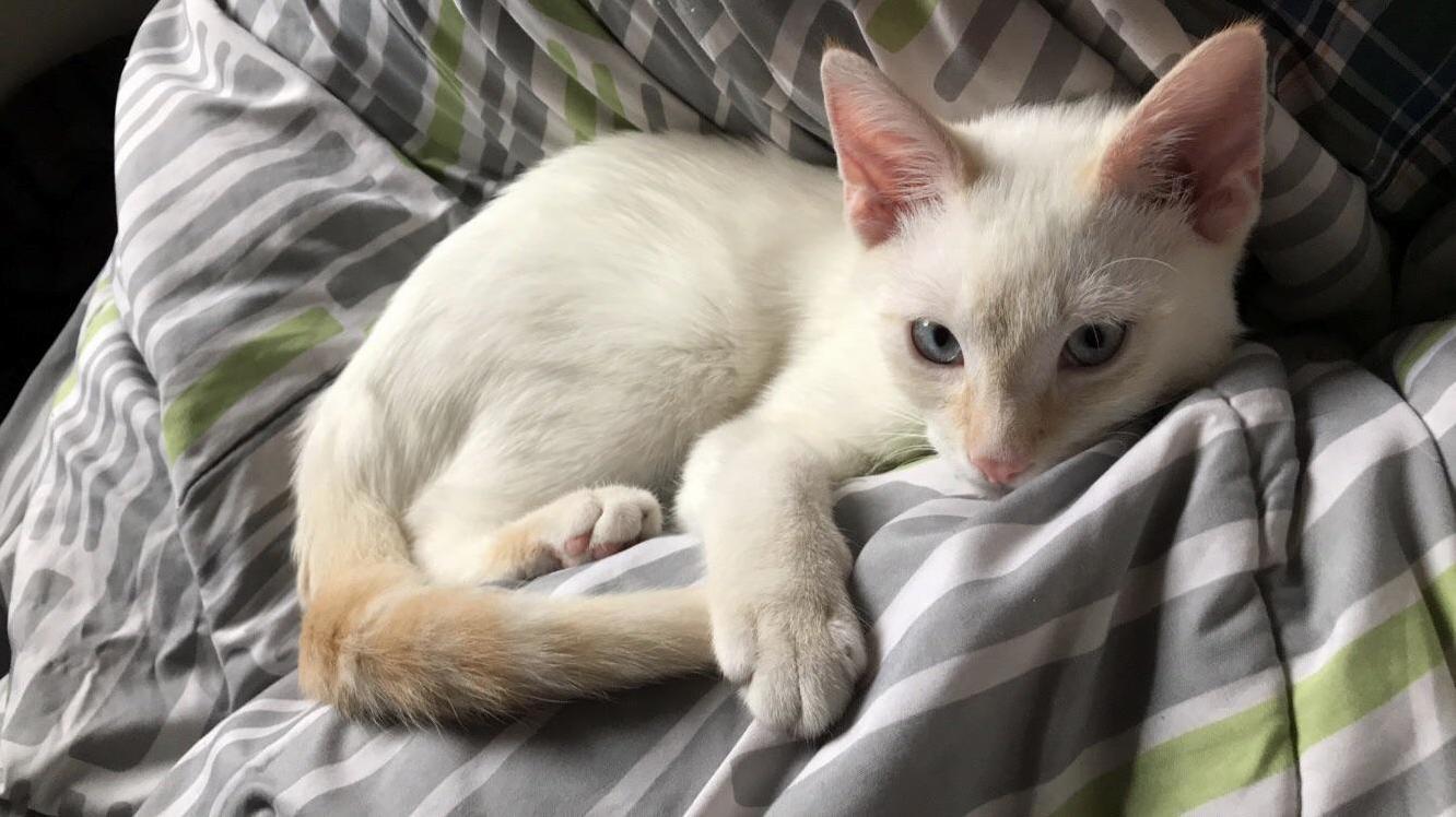 My boyfriend found a flame point siamese kitten all alone in the cold one morning