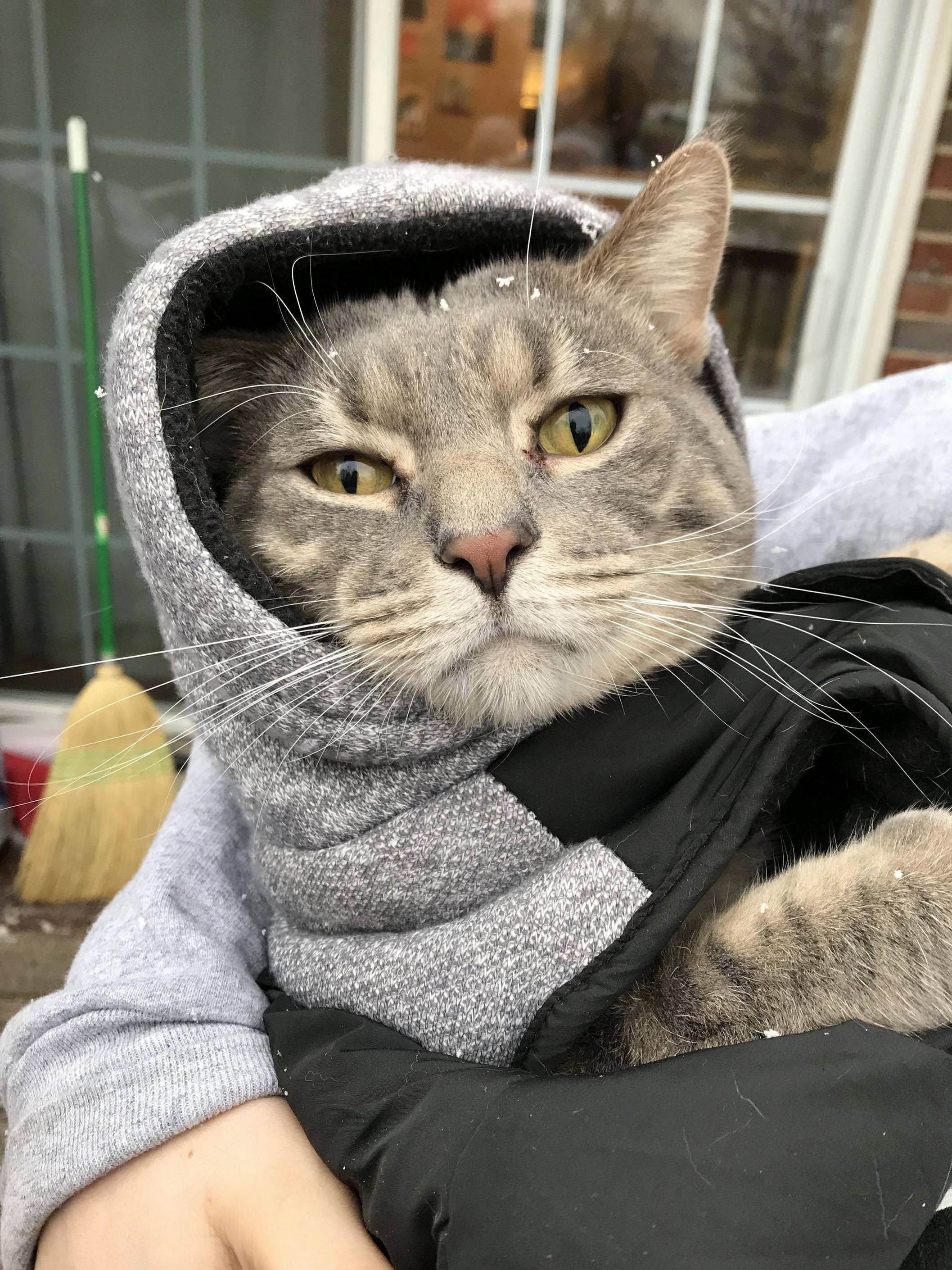 My cat in a coat.