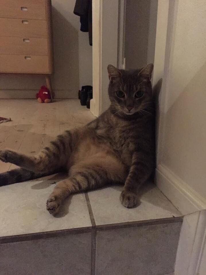 My friends cat doing a seductive pose