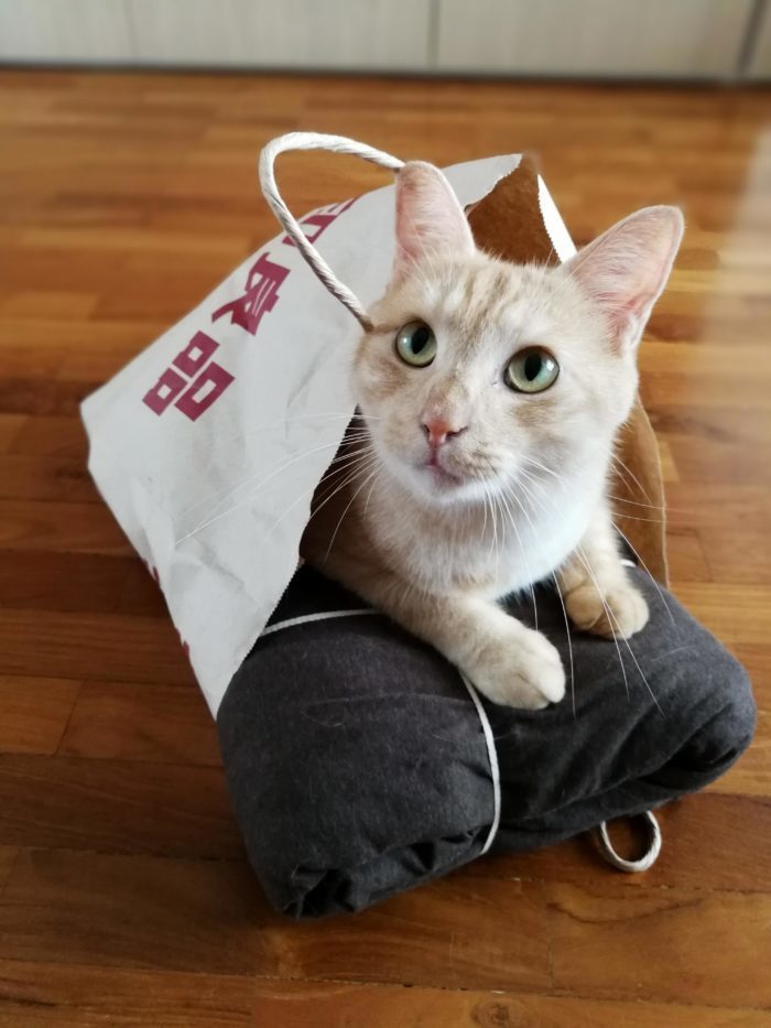 I am lila hear me roar Cute cats HQ Pictures of cute cats and