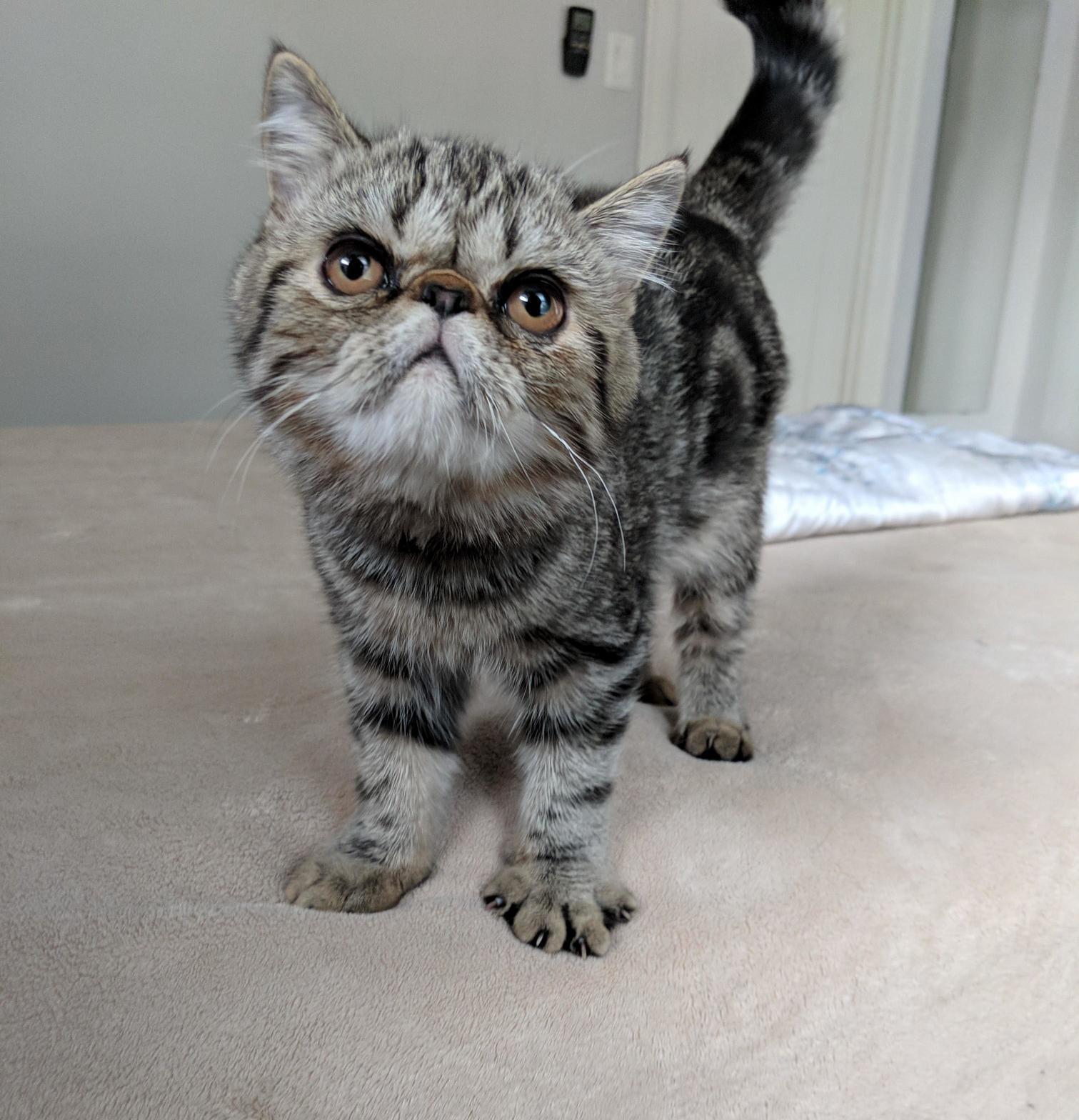 Our new exotic shorthair, byron!