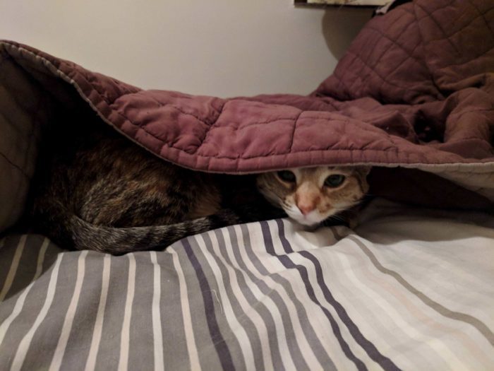 Bald and beautiful Cute cats HQ Pictures of cute cats and kittens