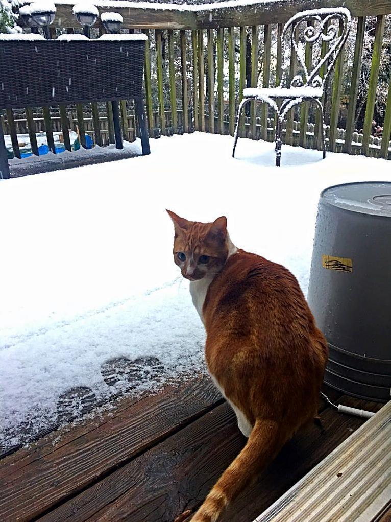 Simba is not a fan of the snow