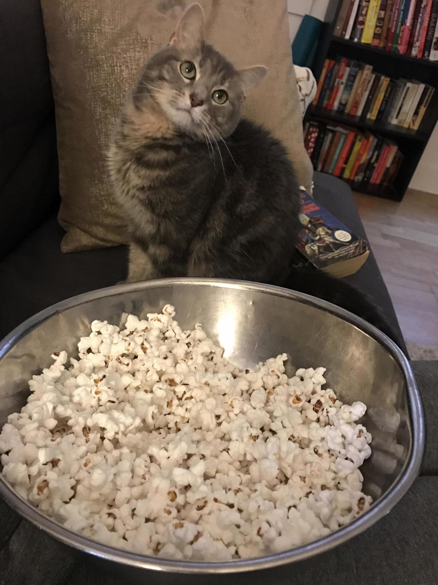 The only time she lets me hold her is to watch the popcorn pop on the stove. then she sits next to me and watches while i eat.