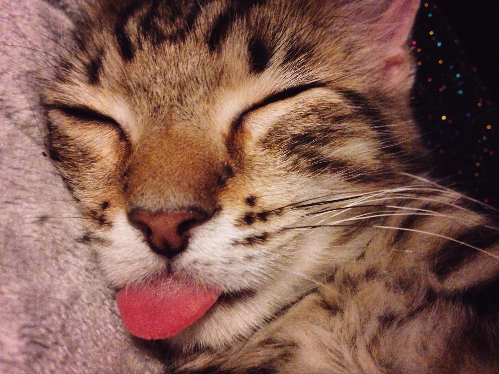 The ultimate blep