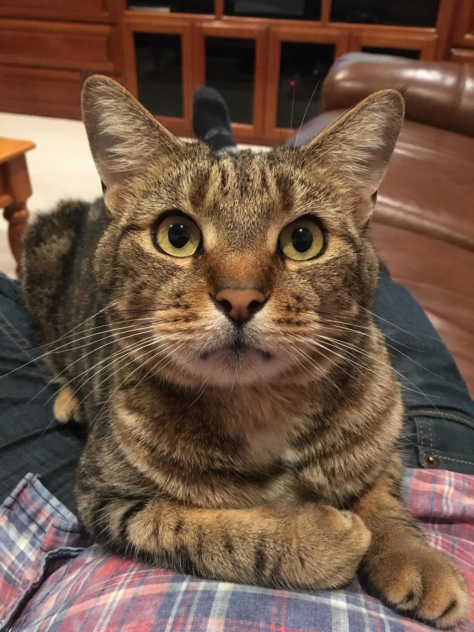 This is gilbert and he likes to sit in laps.