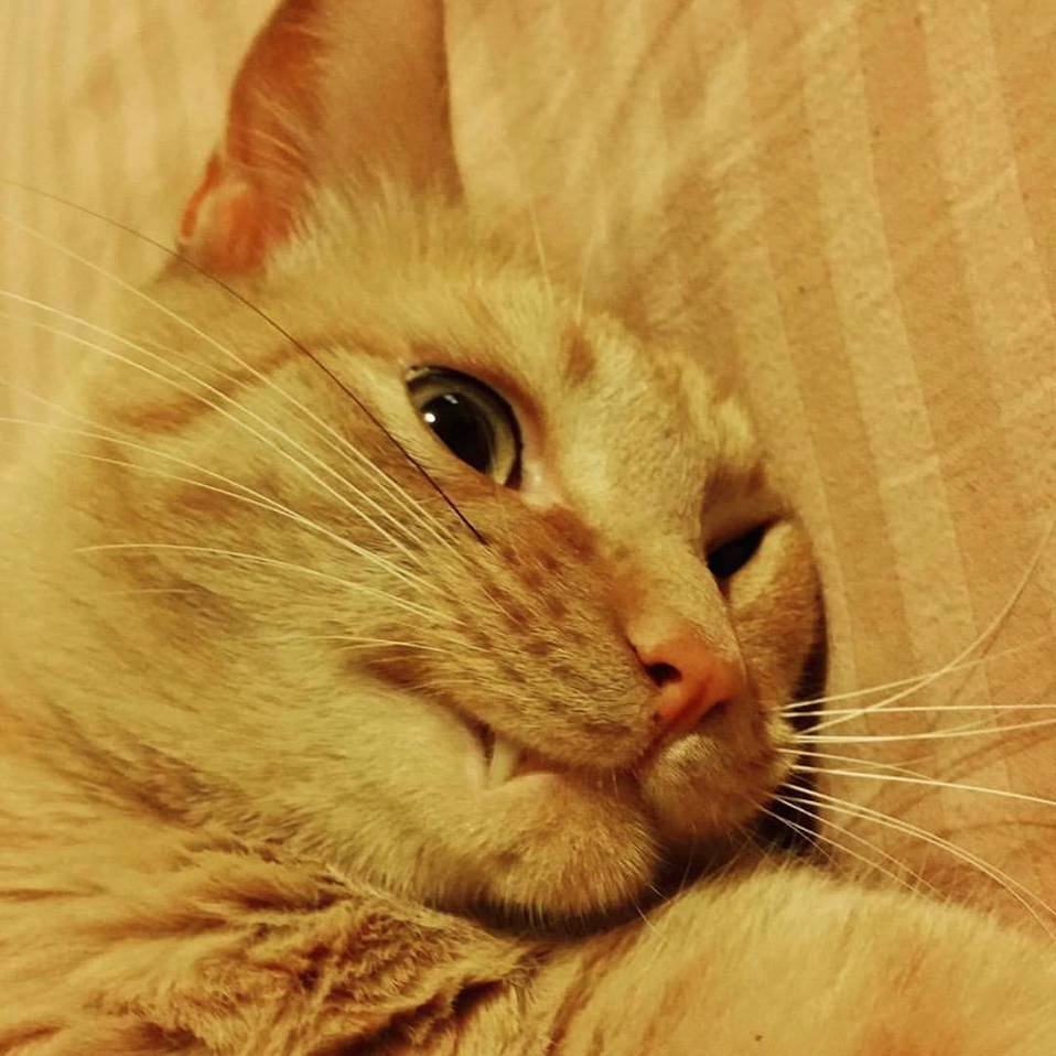 This is my derpy orange cat, ryder, with his one black whisker!