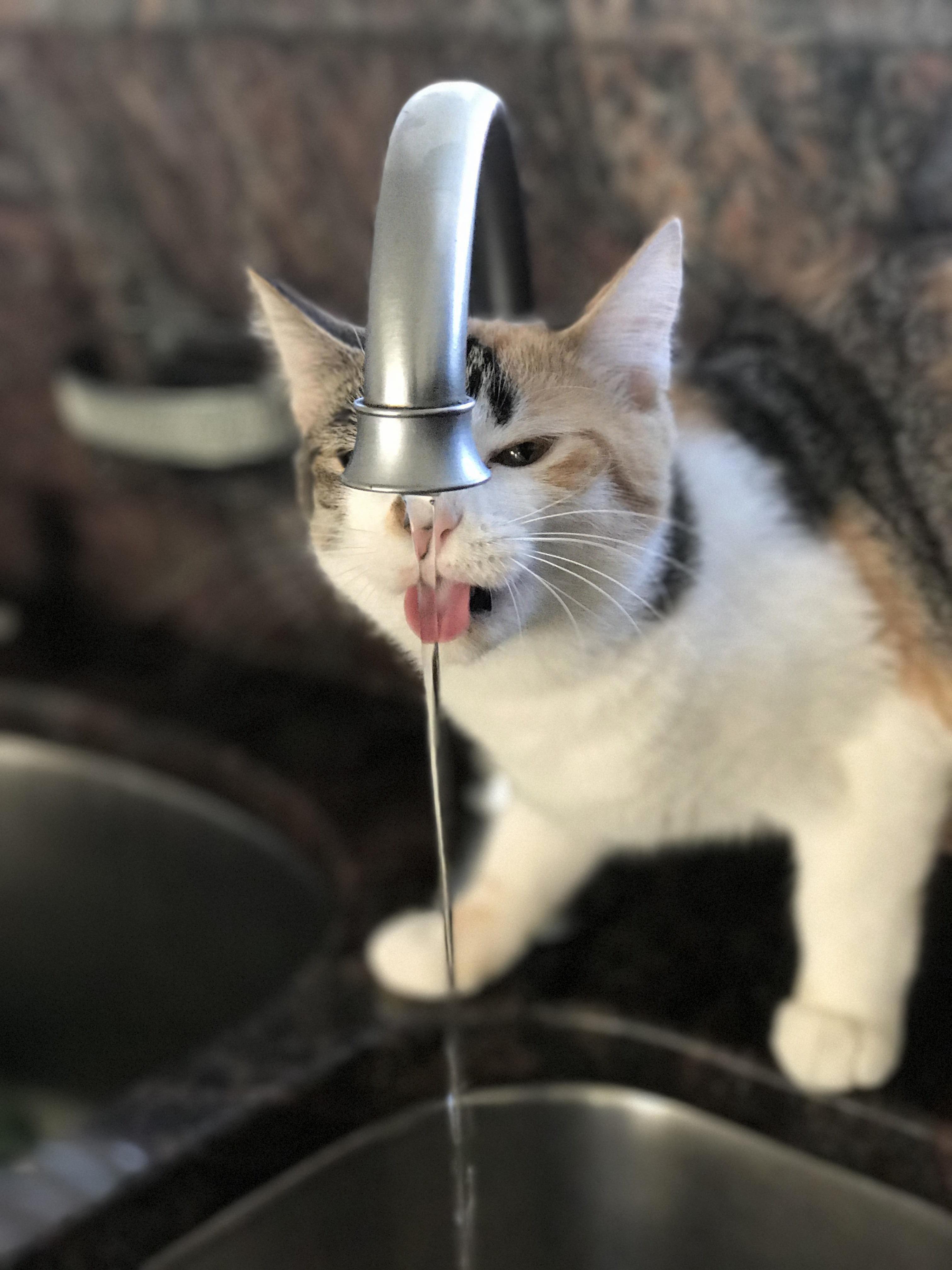 This is my kitty stella who only drinks out of sinks