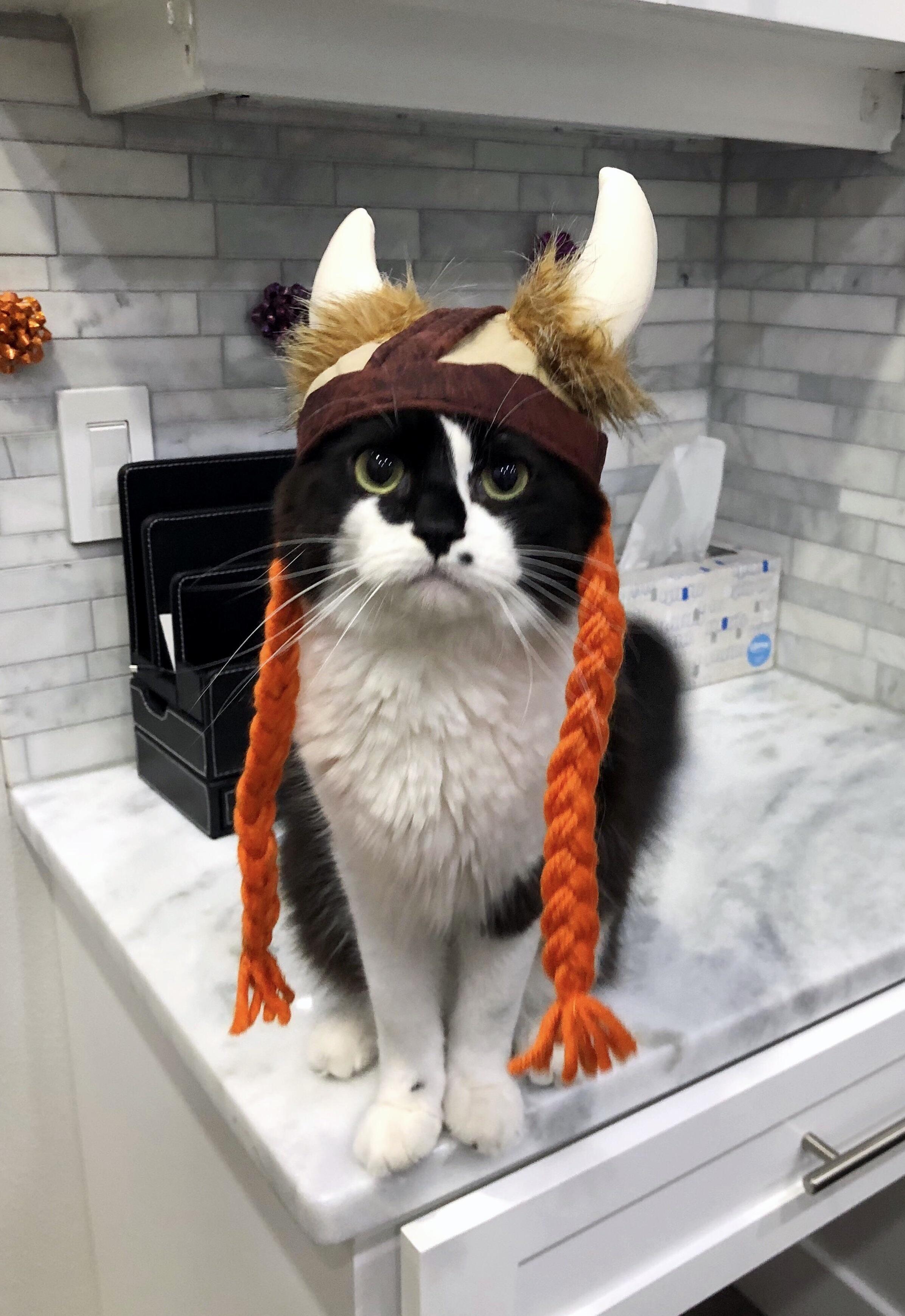 Viking cat wants you to rub his tummy.