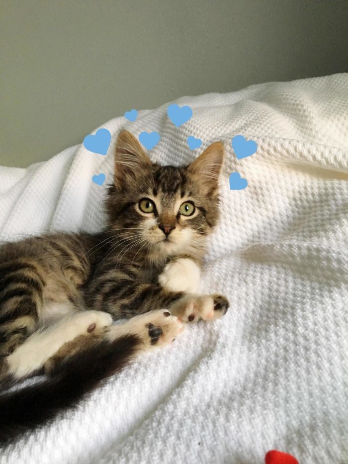 These kittens were dropped off at the animal hospital my sister works