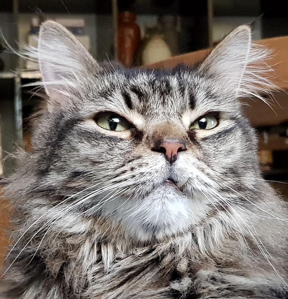 We just adopted elvis from a shelter where he lived for a long time. hes eight, has amazing floofs and a snaggletooth. cant believe he was overlooked.