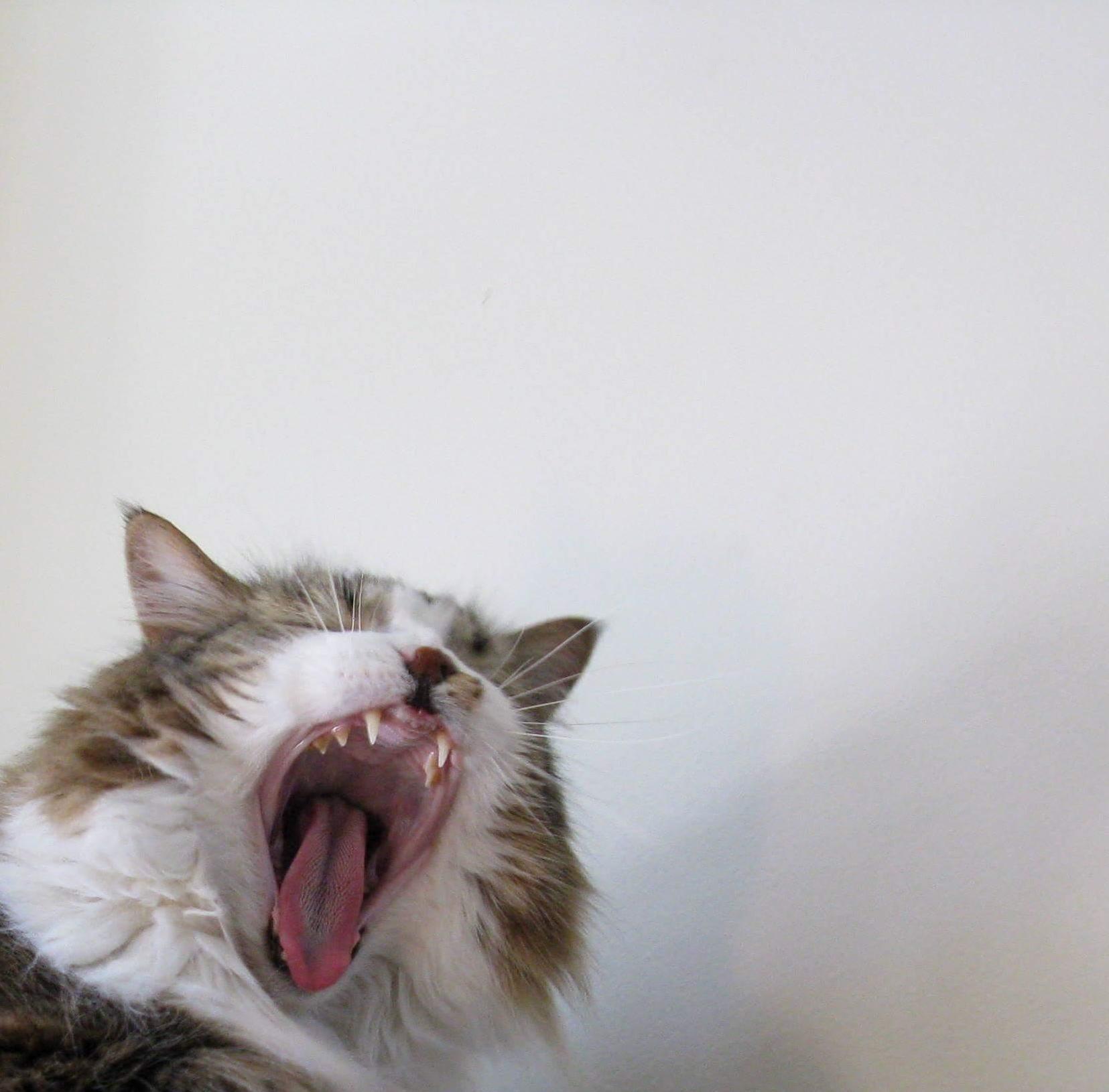 Yawning. looks like yelling.