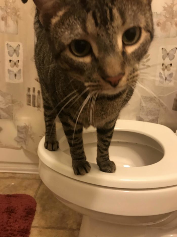Our Cat Poops Standing On Two Legs. Cute cats HQ Pictures of cute