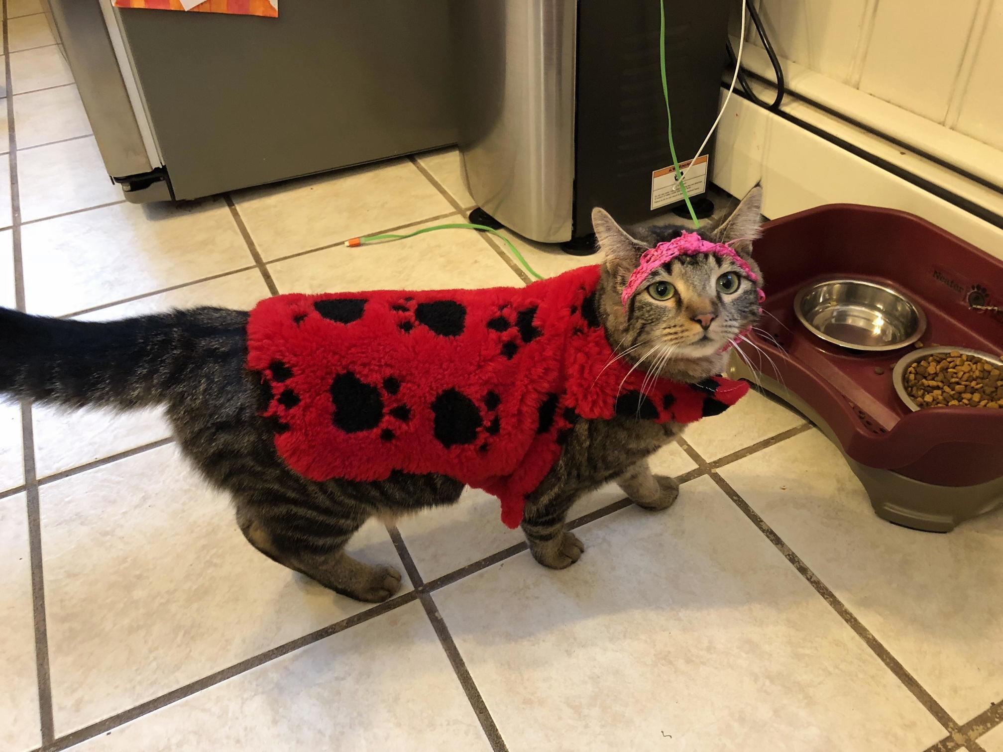 At a friends house…her daughter likes to dress up the cat.