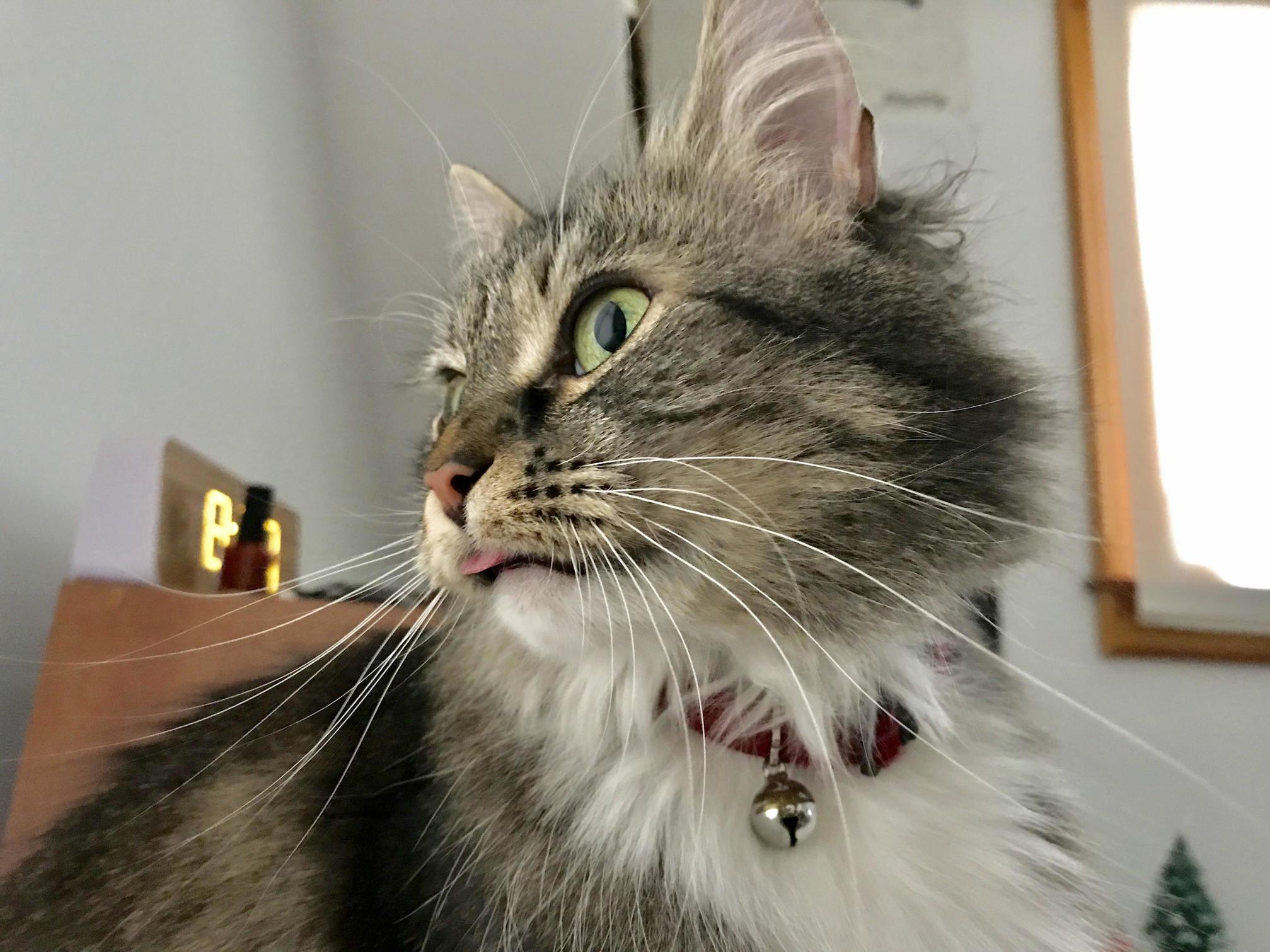 Cleo and her blep while looking at a squirrel