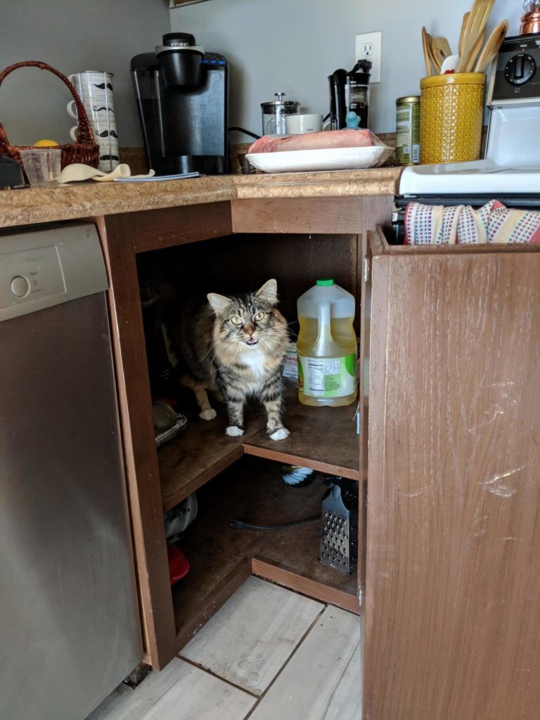 Couldnt find the cat. opened the cupboard to find this… Cute cats HQ