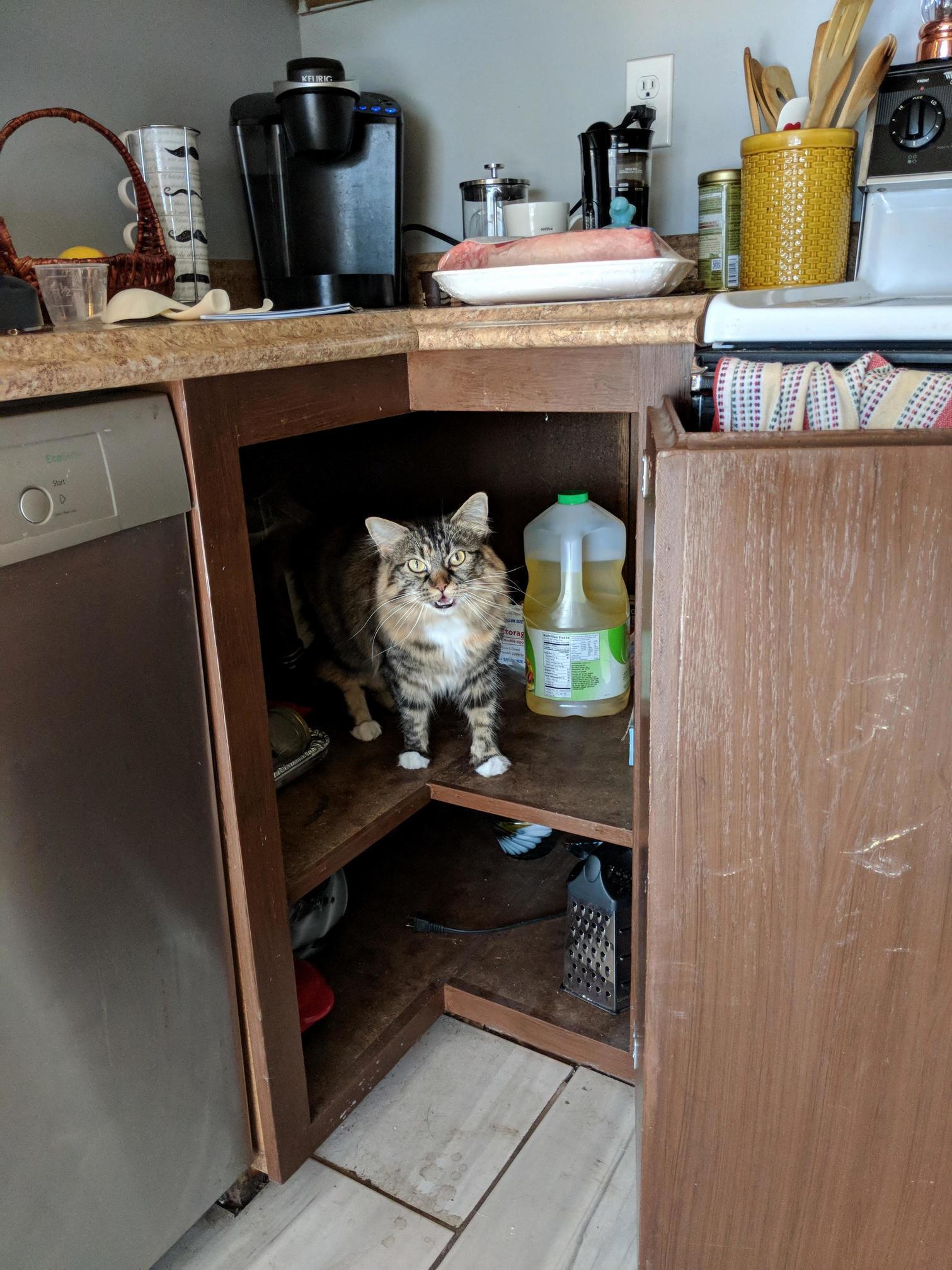Couldnt find the cat. opened the cupboard to find this…