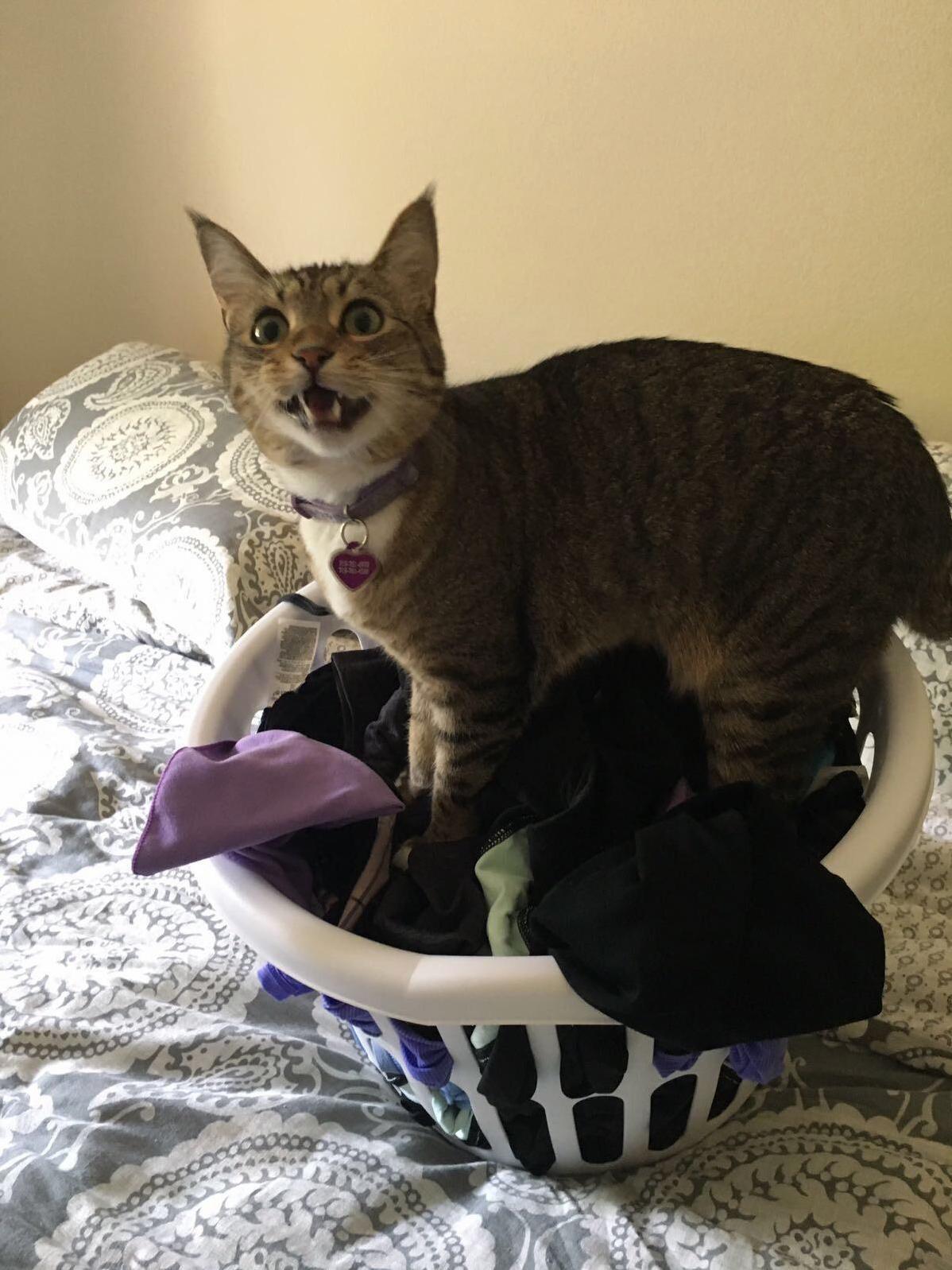 Gamora enjoys the feel of warm laundry