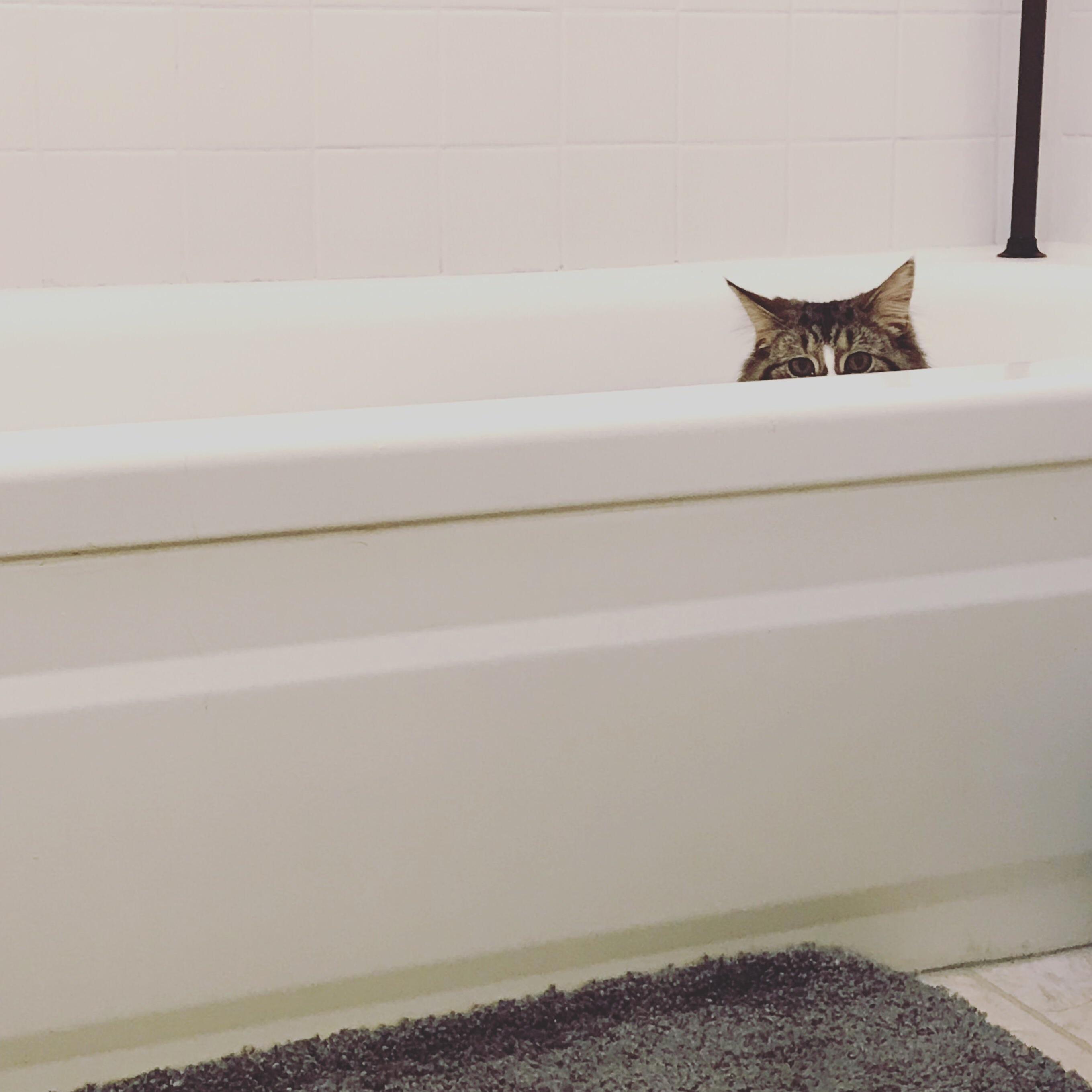 He always stares at me from the bath tub after ive taken a bath.