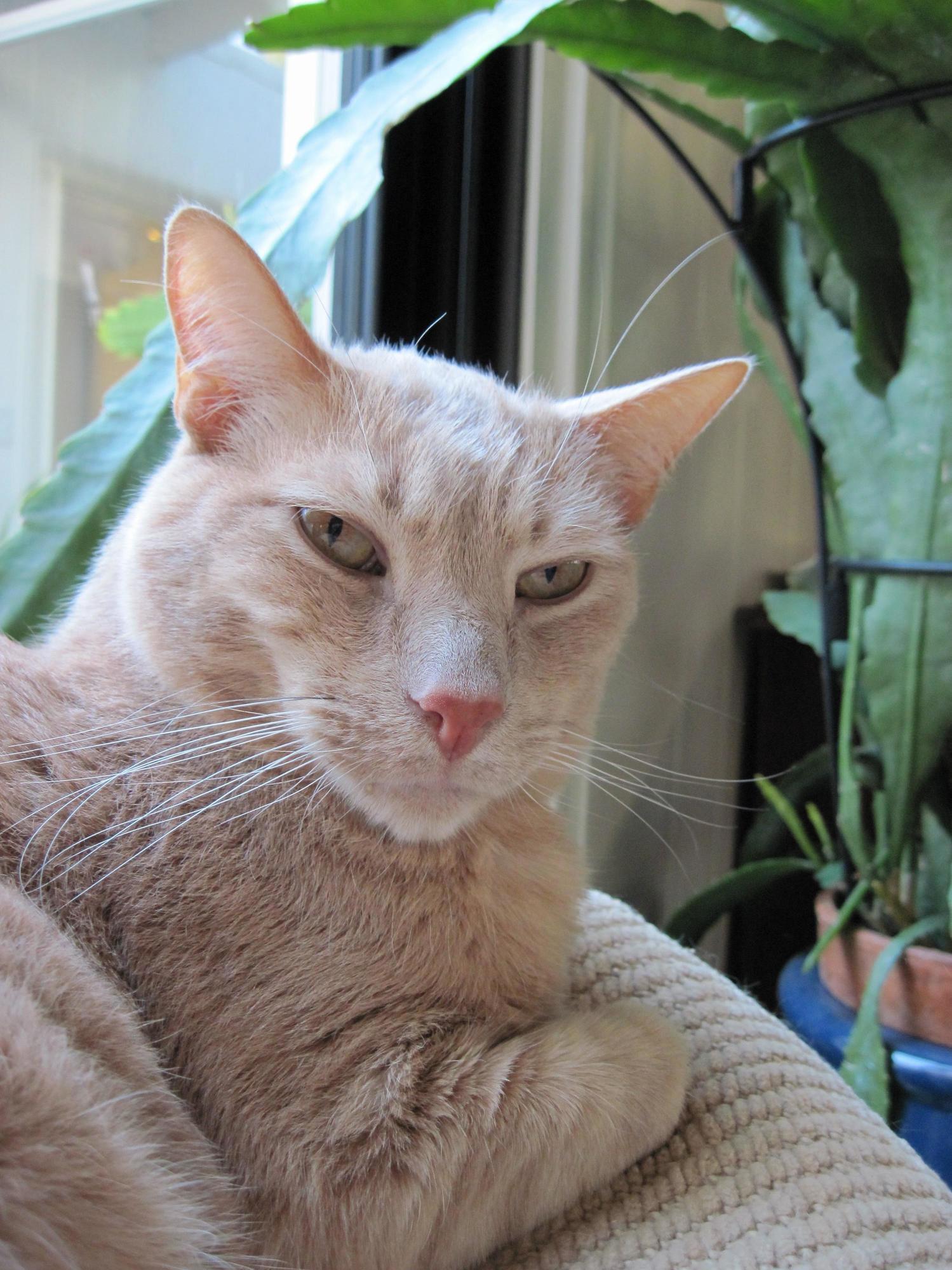 He looks like a snob but he was most needy cat ever …adopted at 12 yo…so miss him
