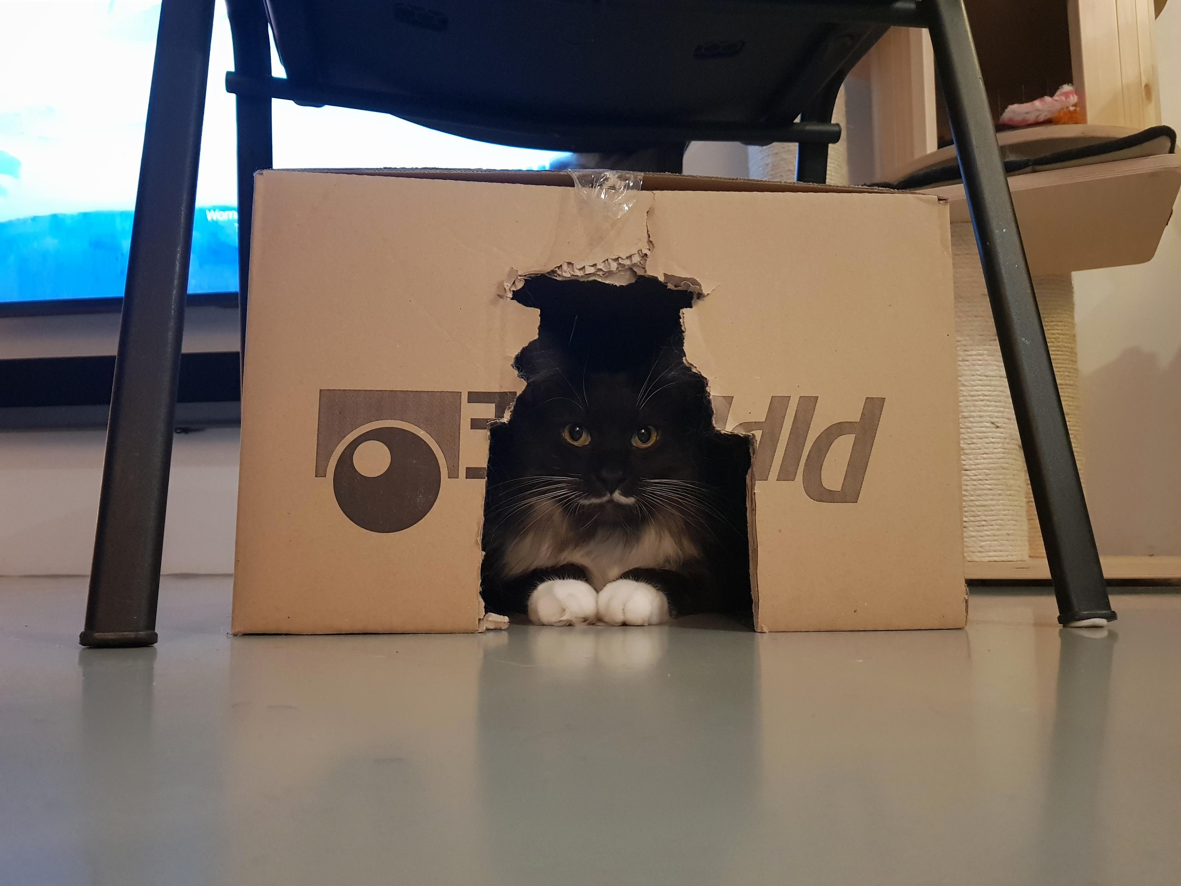 Hi reddit! im winston and this is my box!