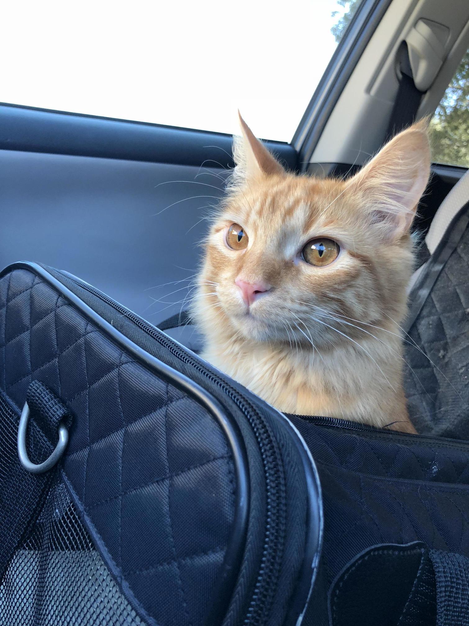 Jasper loves to get in his carrier and go on car rides.