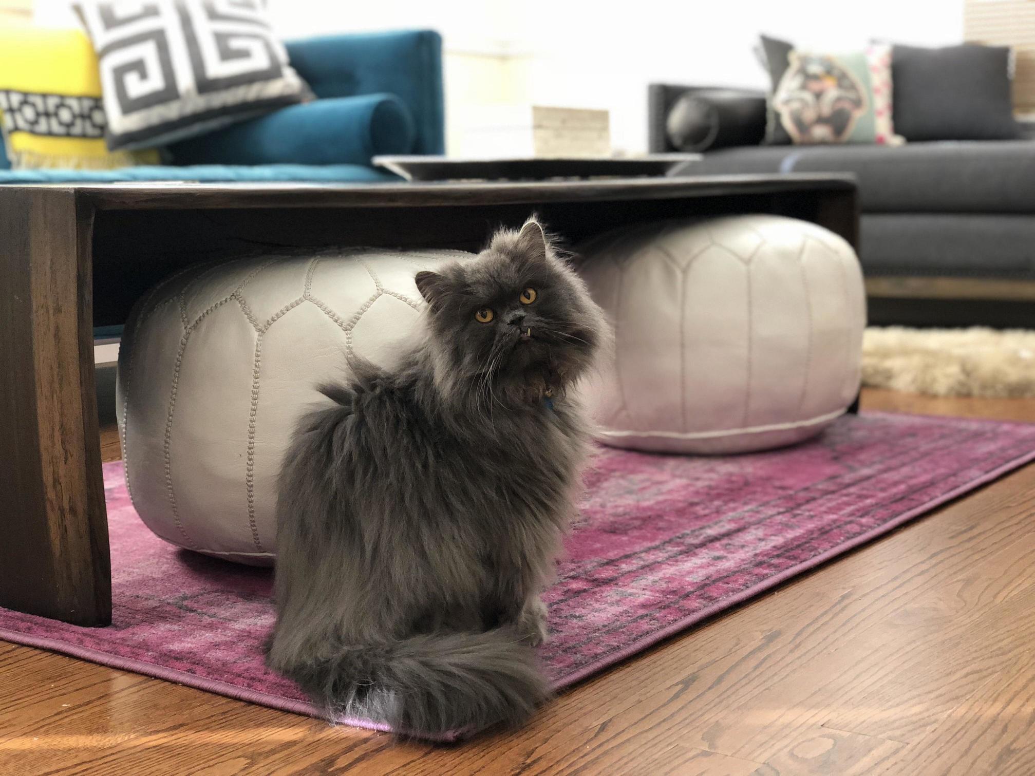 Majestic snaggletooth persian