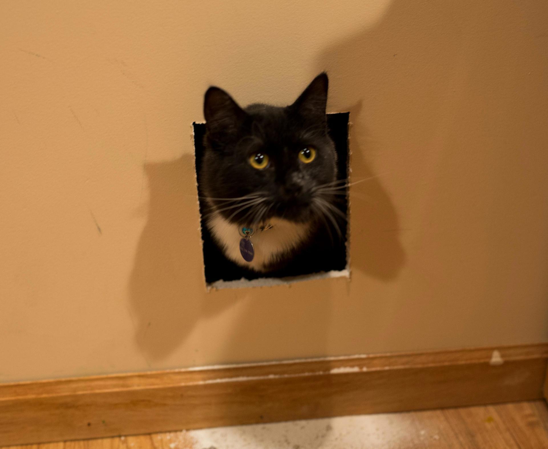 My cat got stuck in the wall last night.