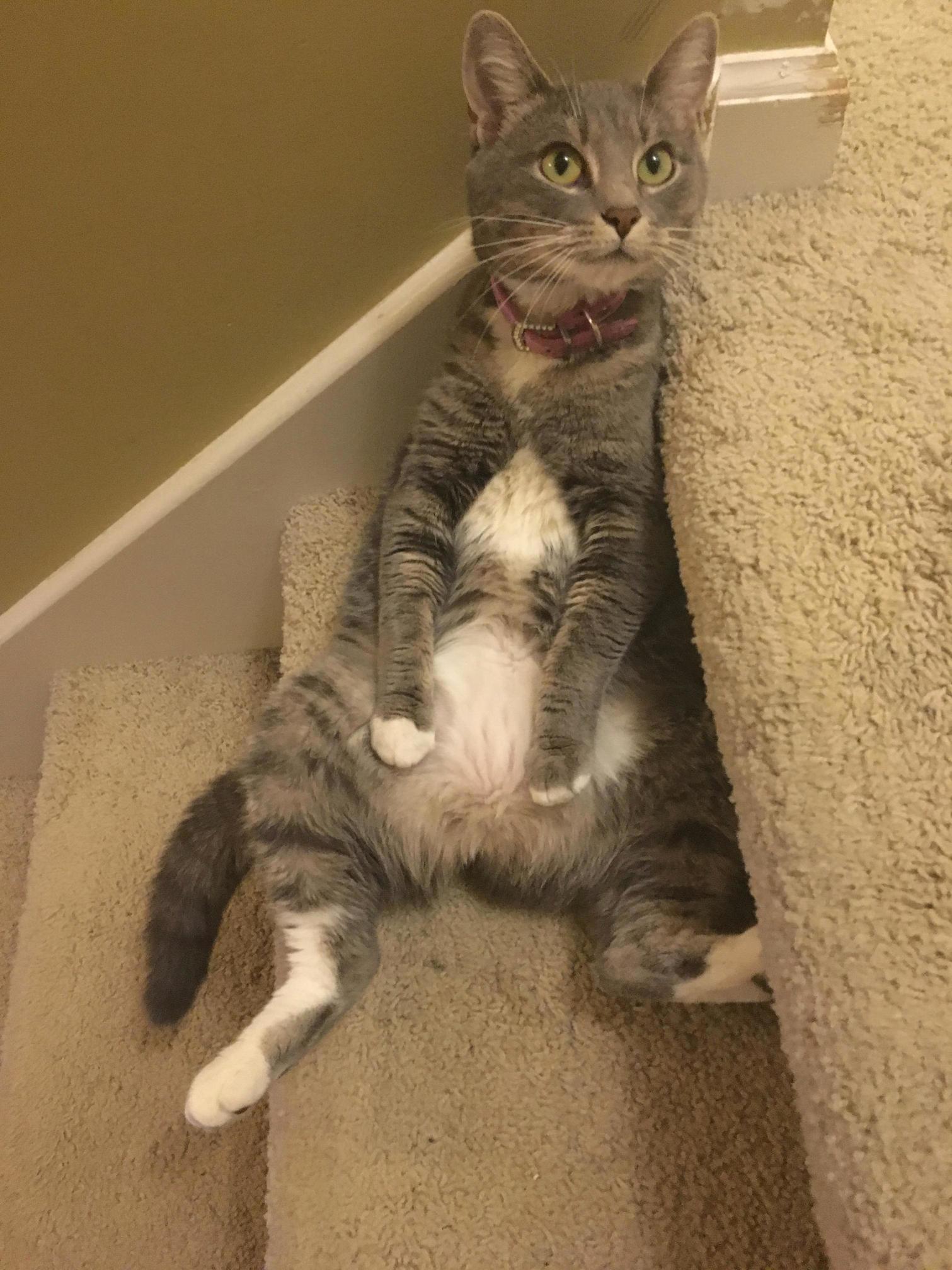 My cat, just hanging out on the stairs.