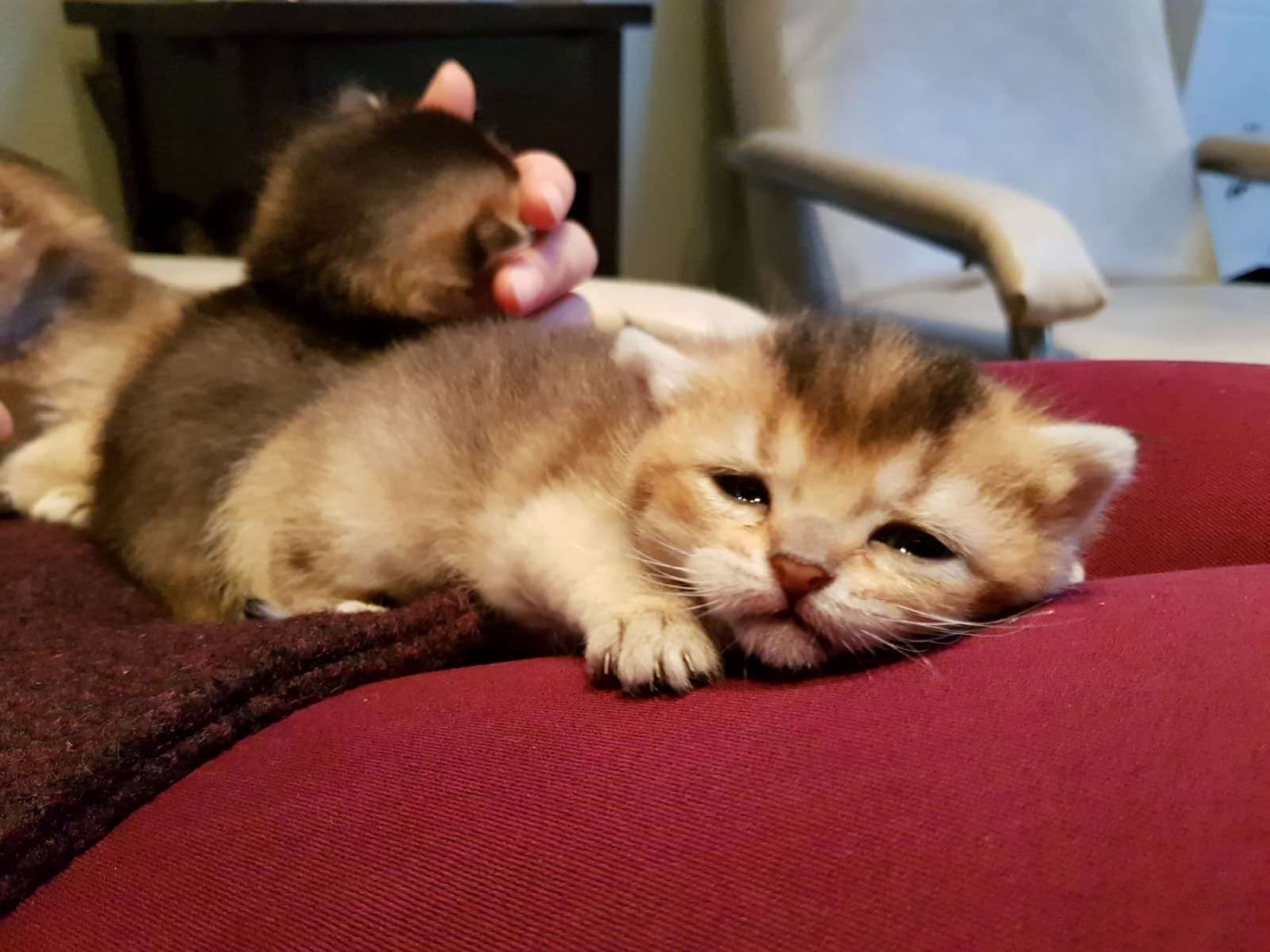 My friends cat just had new kittens and ive been receiving pictures like this throughout the whole day.