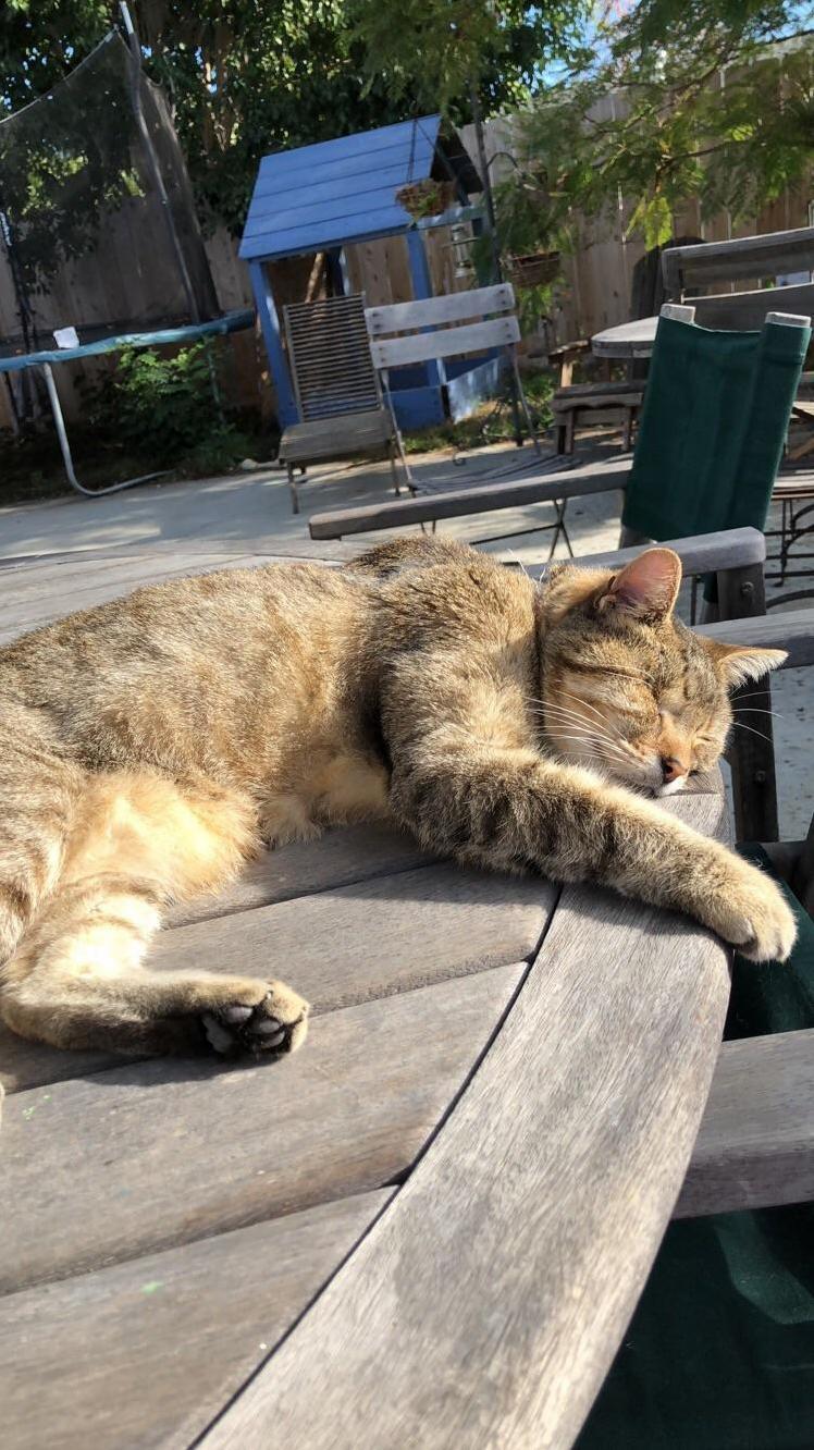 My one eyed cat relaxing in the sun