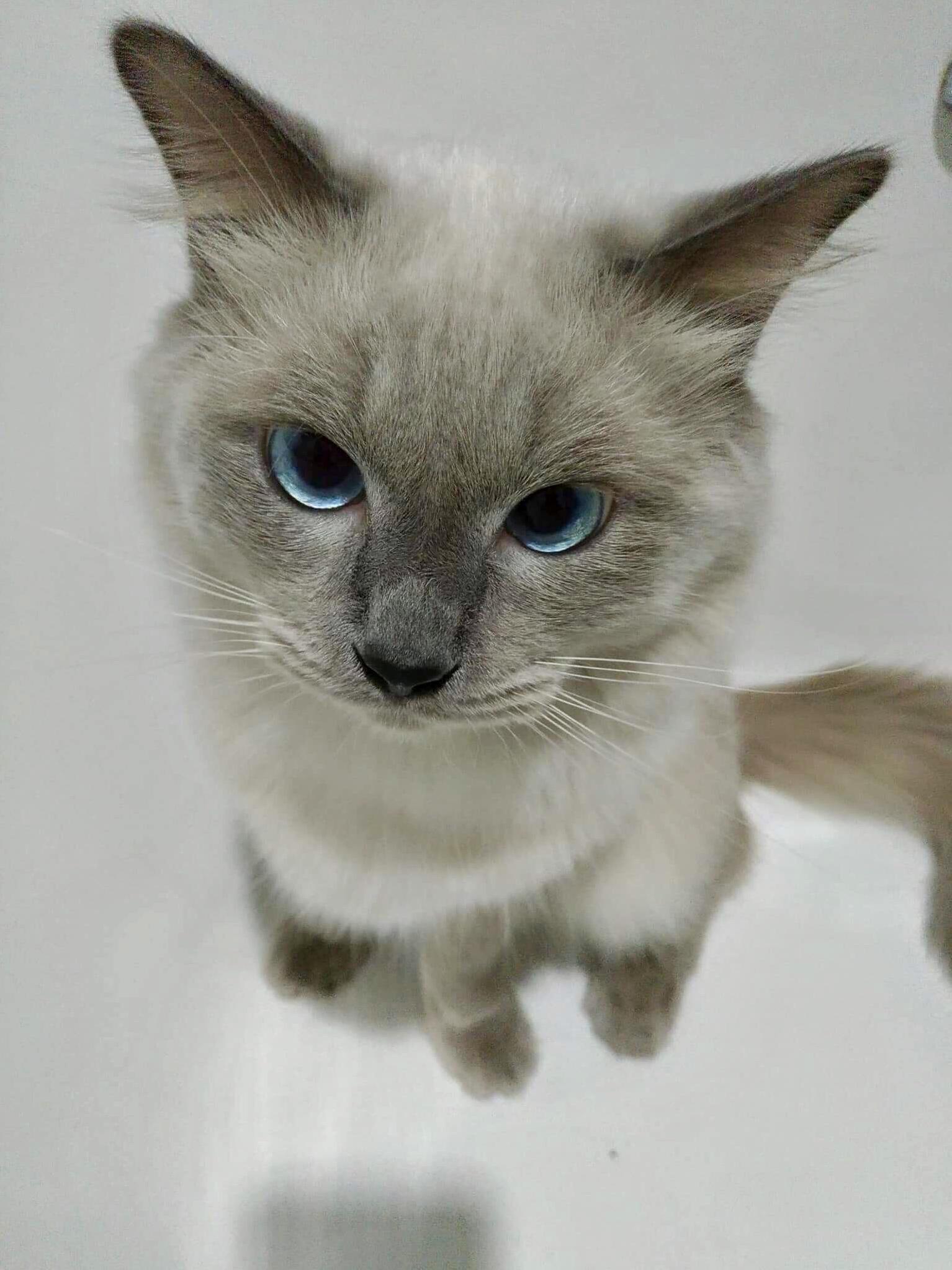 My sos cat ashton likes sitting inside bathtubs