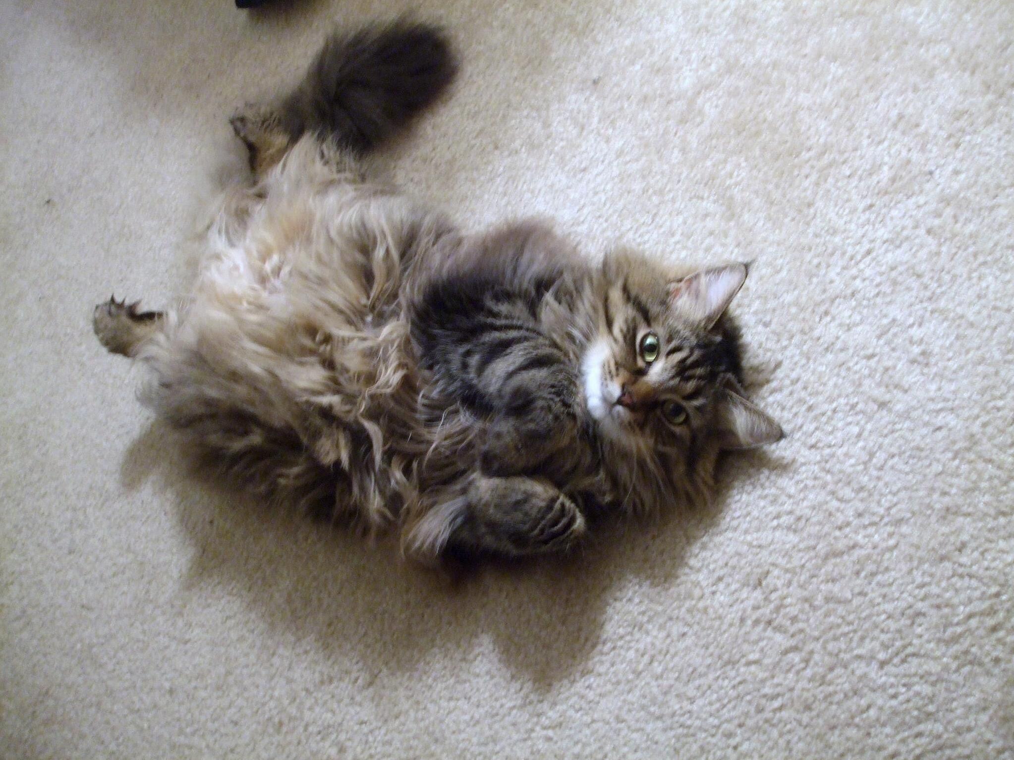 Reddit, meet dixie cat. she is even fluffier than she looks.