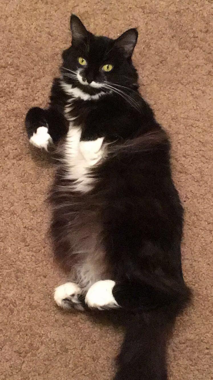 She thicc , meeko is the fluff queen