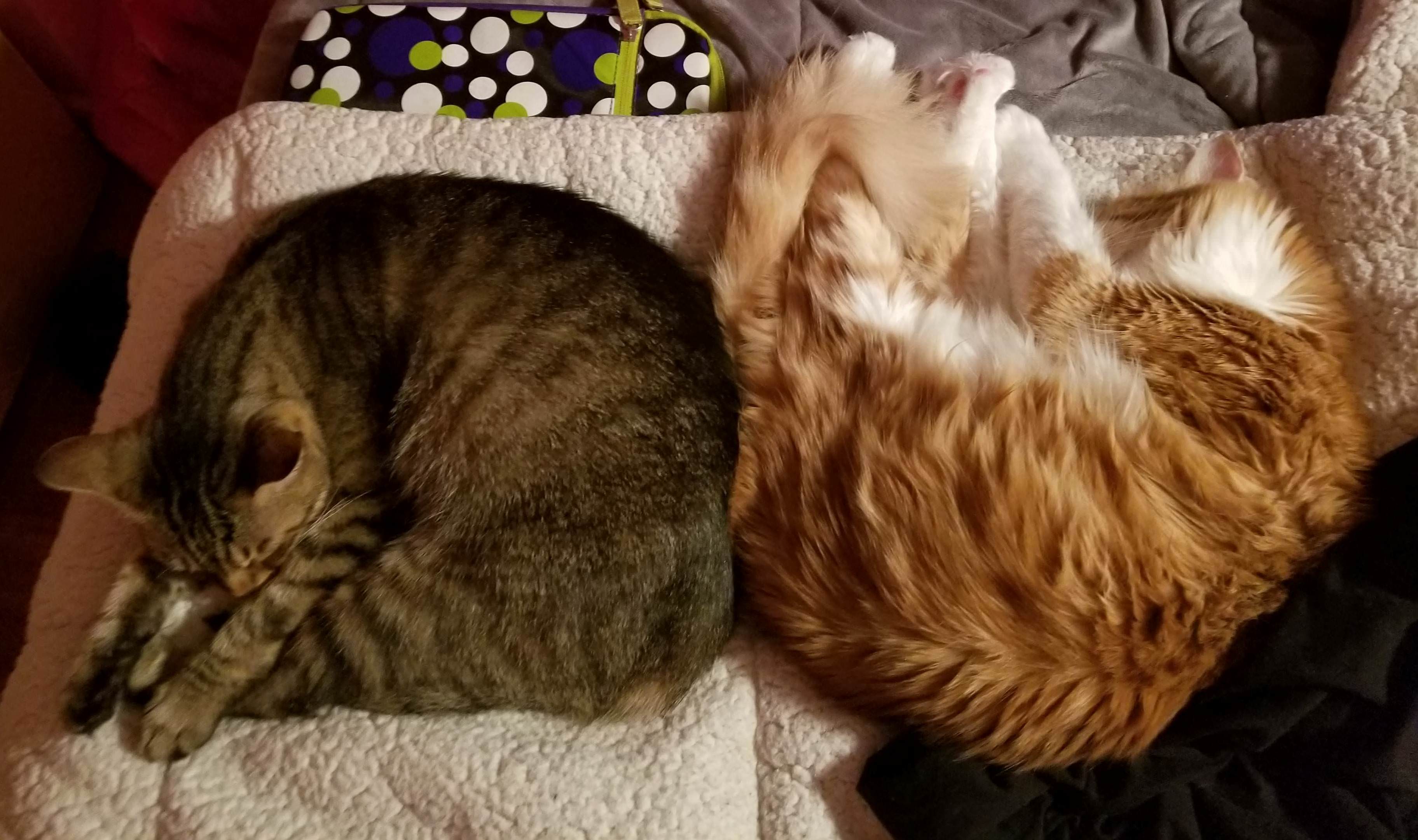 Stanley and rusty are inseparable