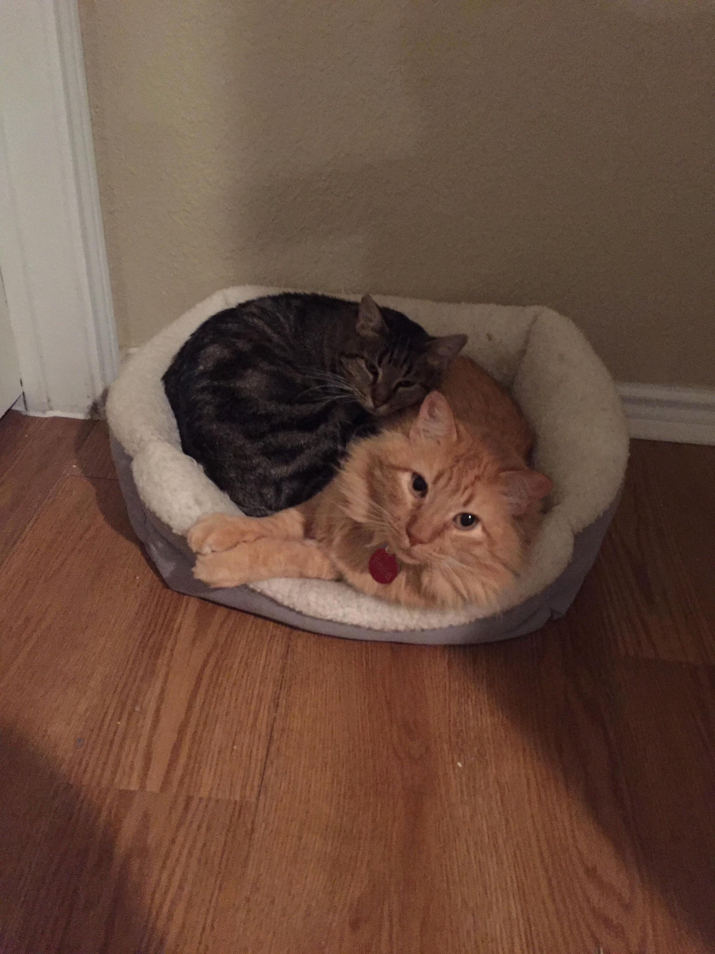 They hated each other at first… now, theyre pretty much inseparable