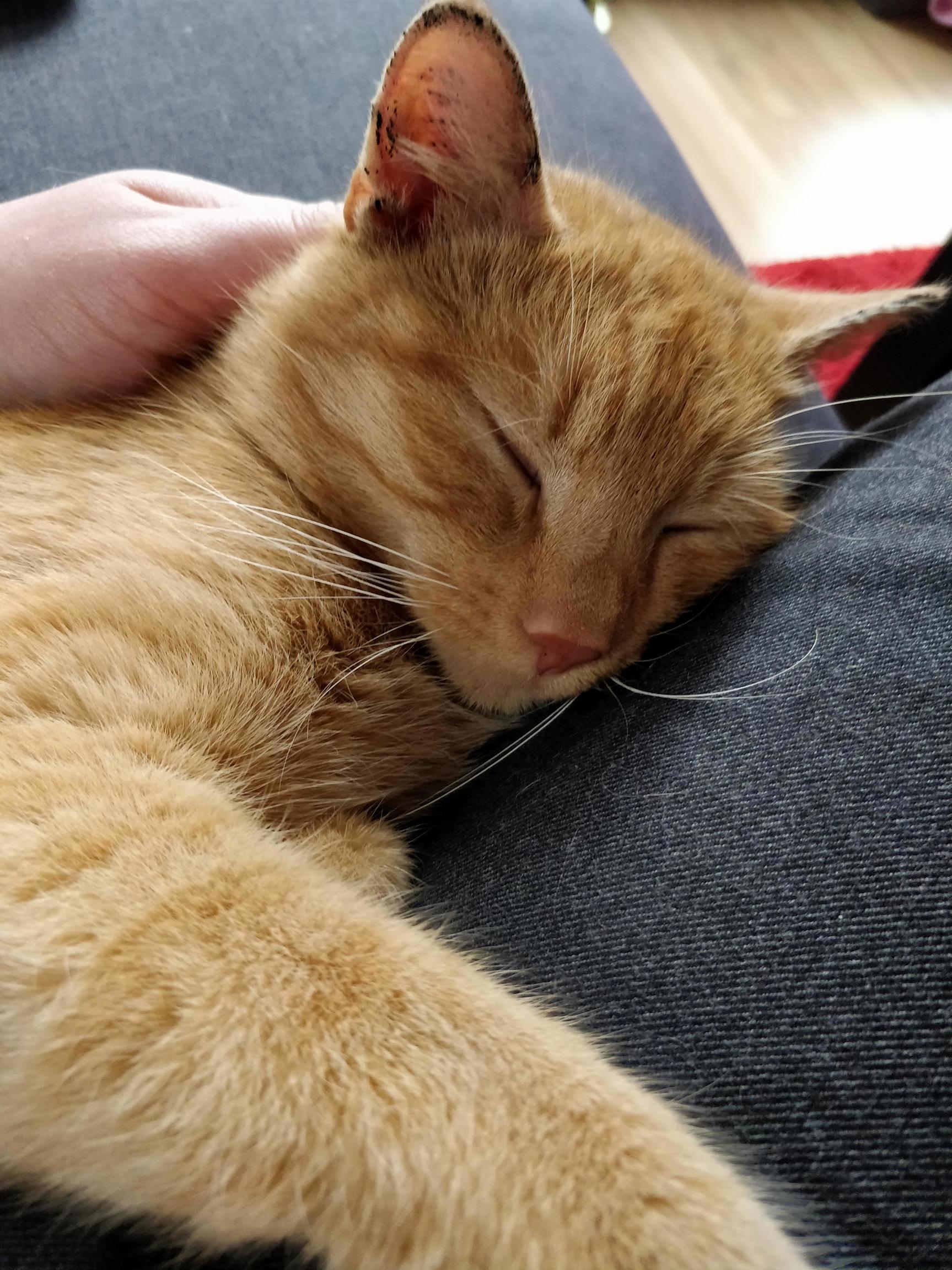 Took this fella out of the local animal shelter two days ago. i think he likes his new place.