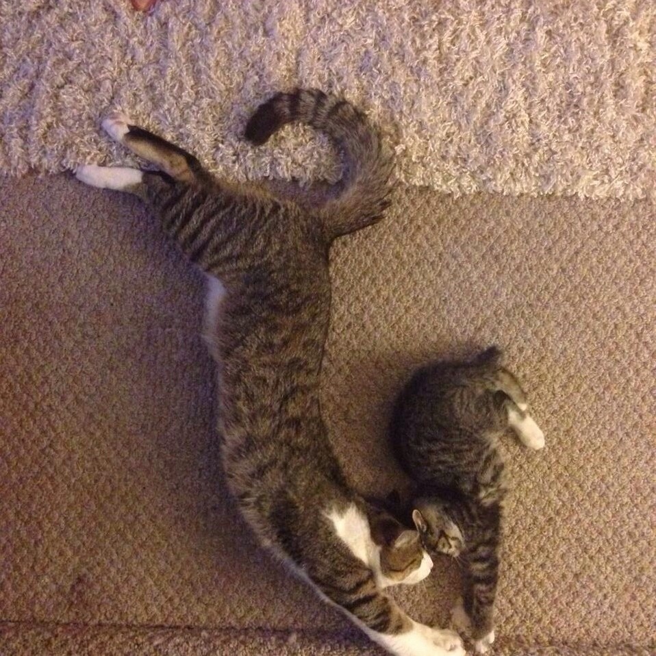 A cat and a kitten getting along