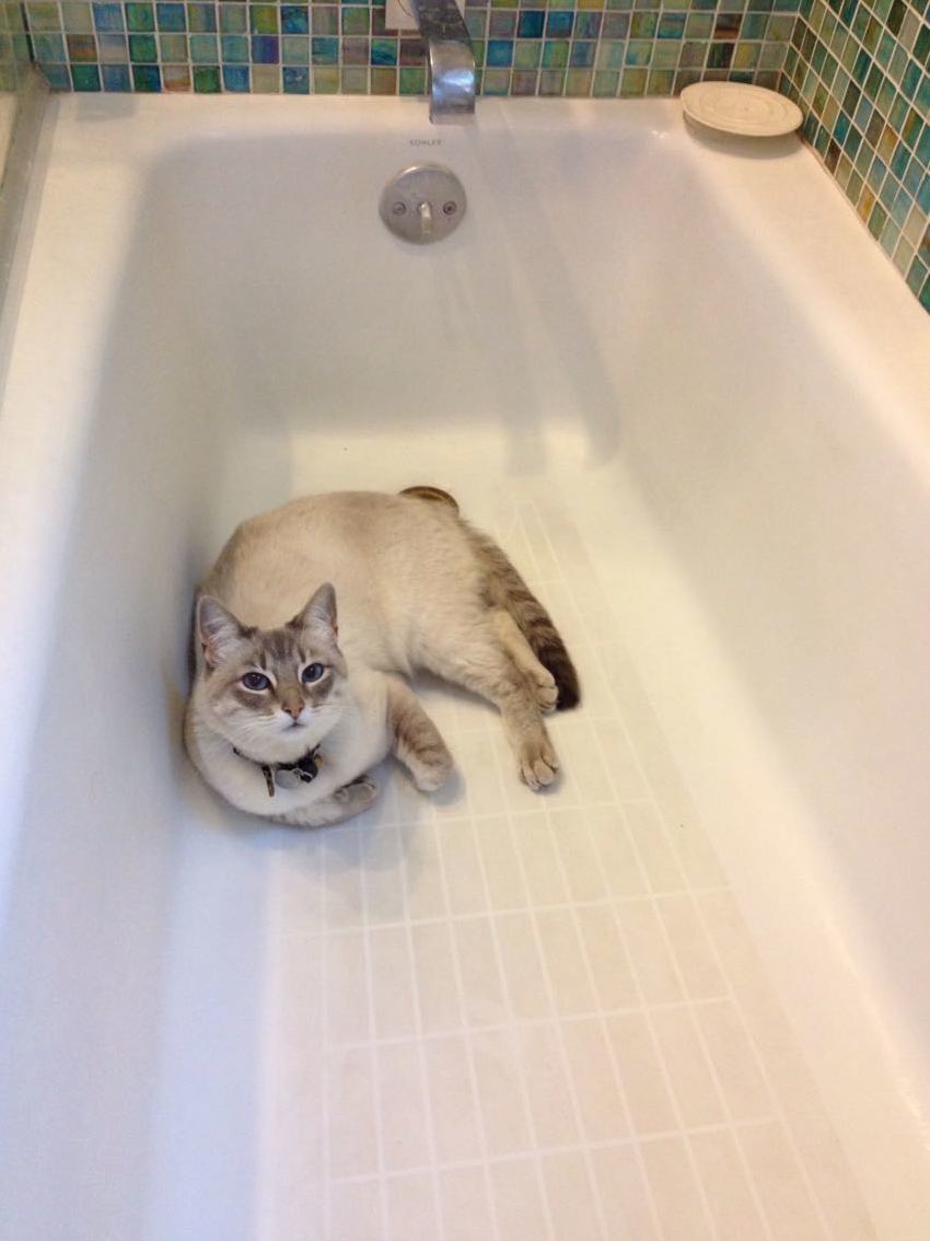 A cat in the bath
