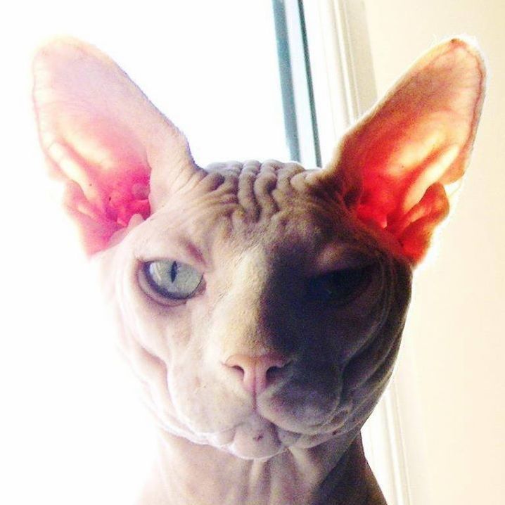 A friend of mine took this photo of his sphynx cat. taken on a phone but i think its fantastic.