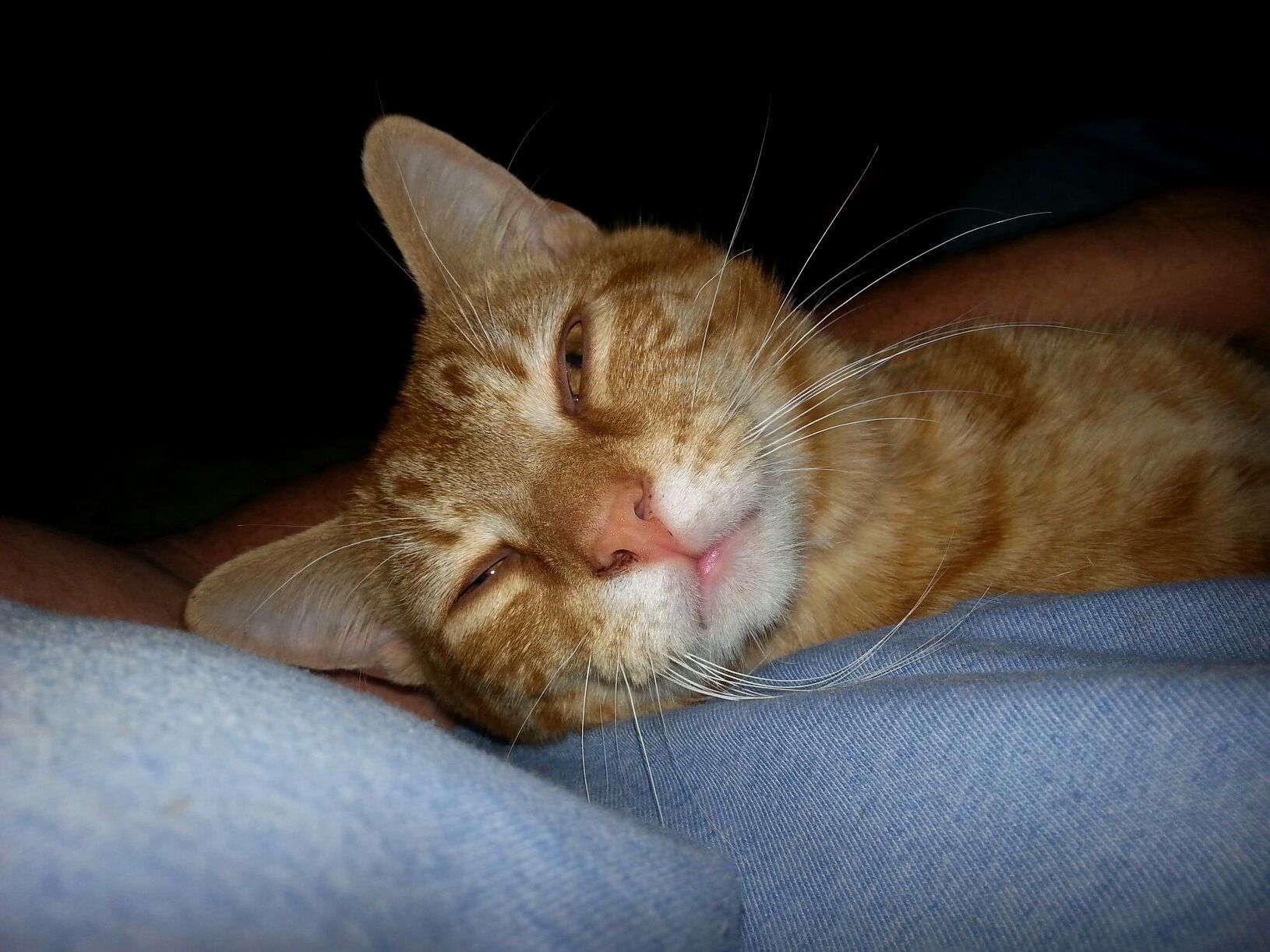 A picture of my friend tom the cat in his favorite spot.. my lap.