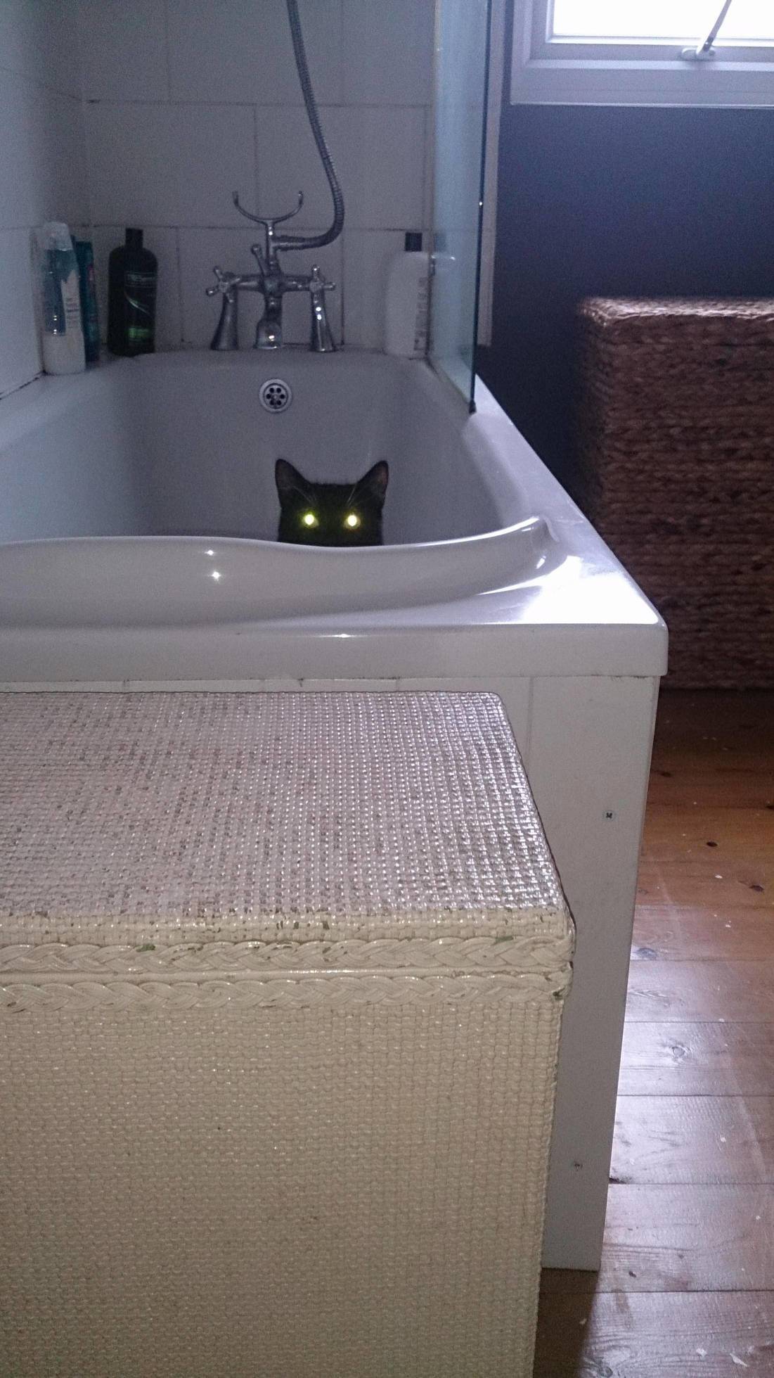 Bath cat of doom.