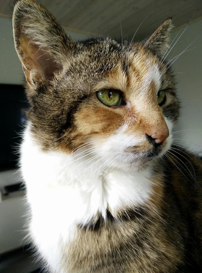 Beautiful picture of my 16 year old cat. shes awesome.