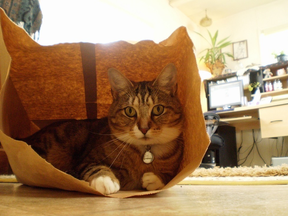 Cat in a bag 2