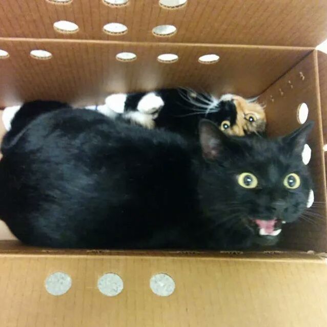 Cats had to go to the vet today…
