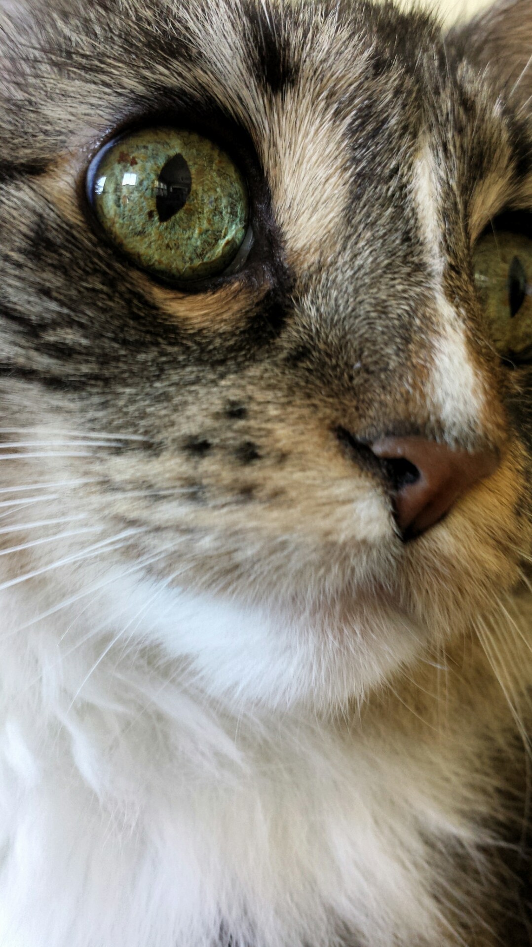 Green eyes and white nose stripe. lucille is a pretty kitty.