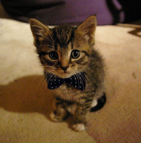 Kitty with adorable bow tie 3