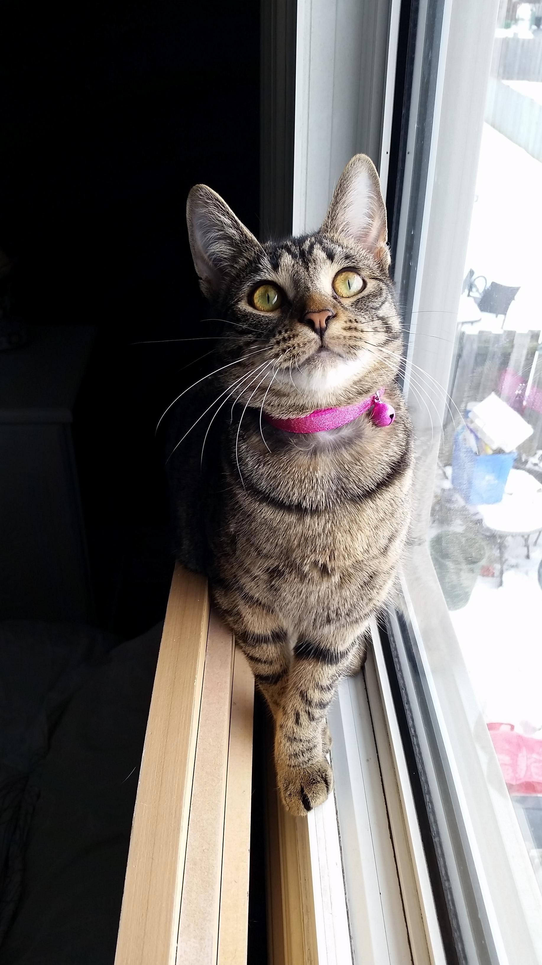 Lila loves sitting in the window sill and watching outside.