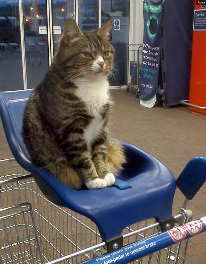 Mango the cat evicted from tesco grocery store after breaching stores health and safety policy.